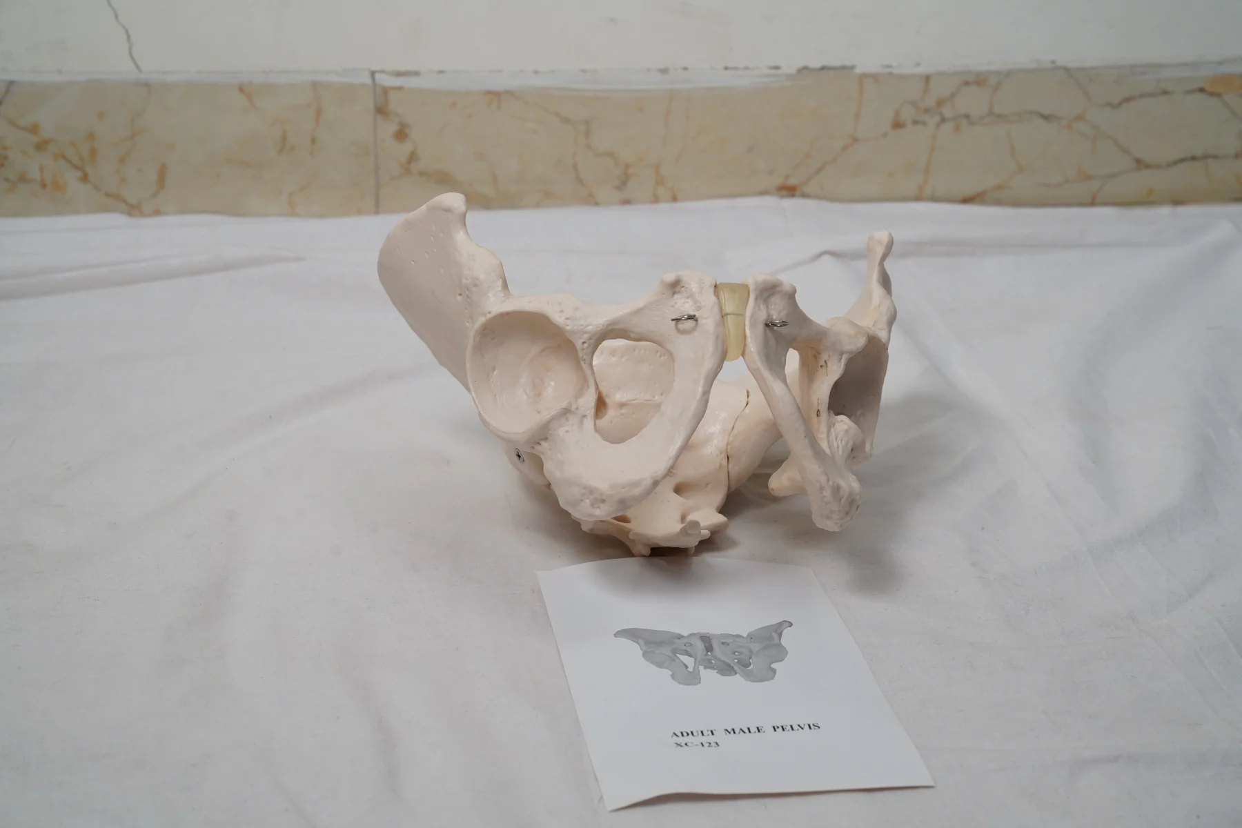 Adult Male Pelvis thumbnail 3