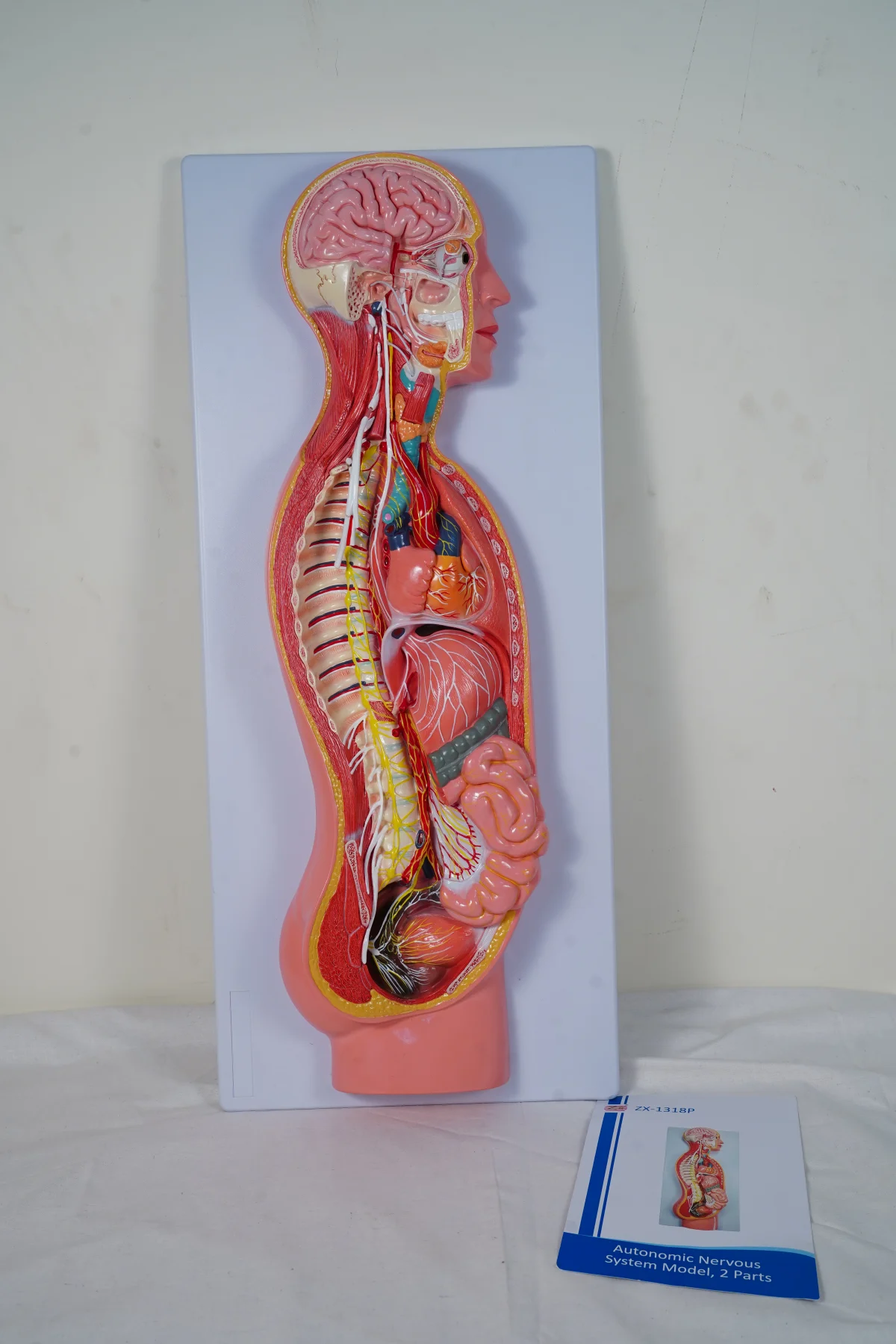 Autonomic Nervous System Model 2 Parts thumbnail 6