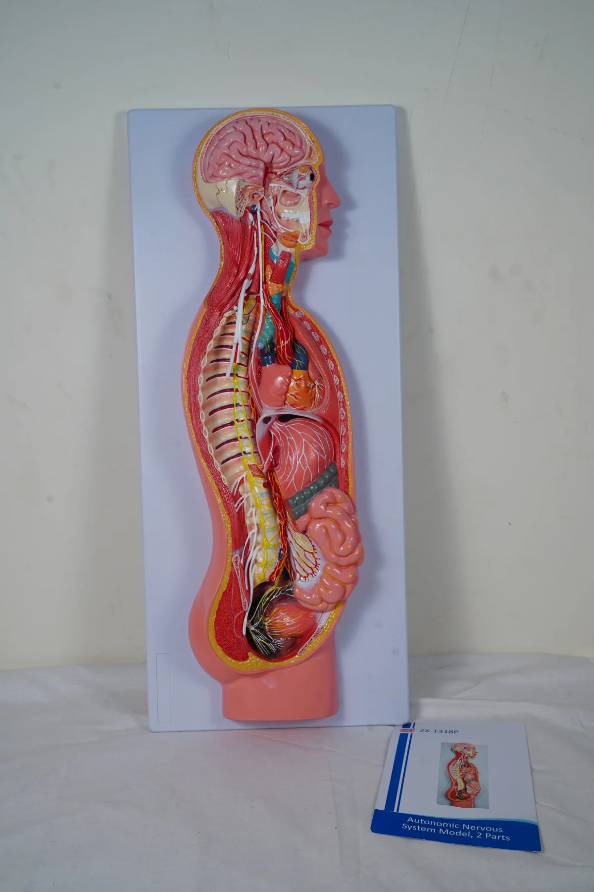 Autonomic Nervous System Model 2 Parts
