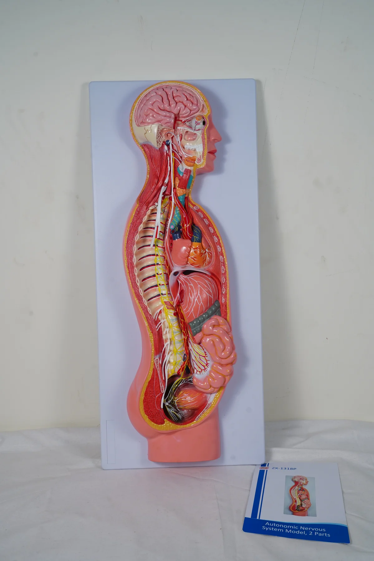 Autonomic Nervous System Model 2 Parts thumbnail 2