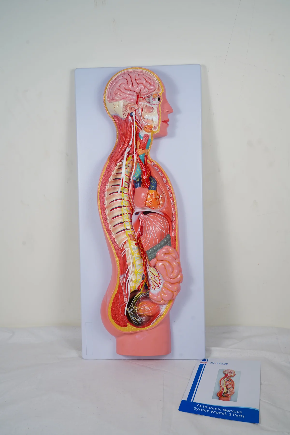 Autonomic Nervous System Model 2 Parts thumbnail 3