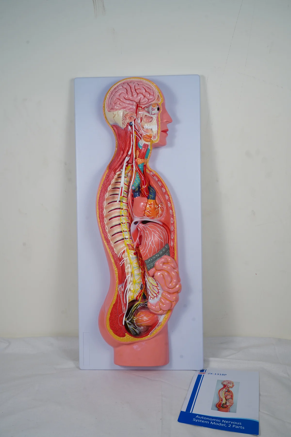 Autonomic Nervous System Model 2 Parts thumbnail 4