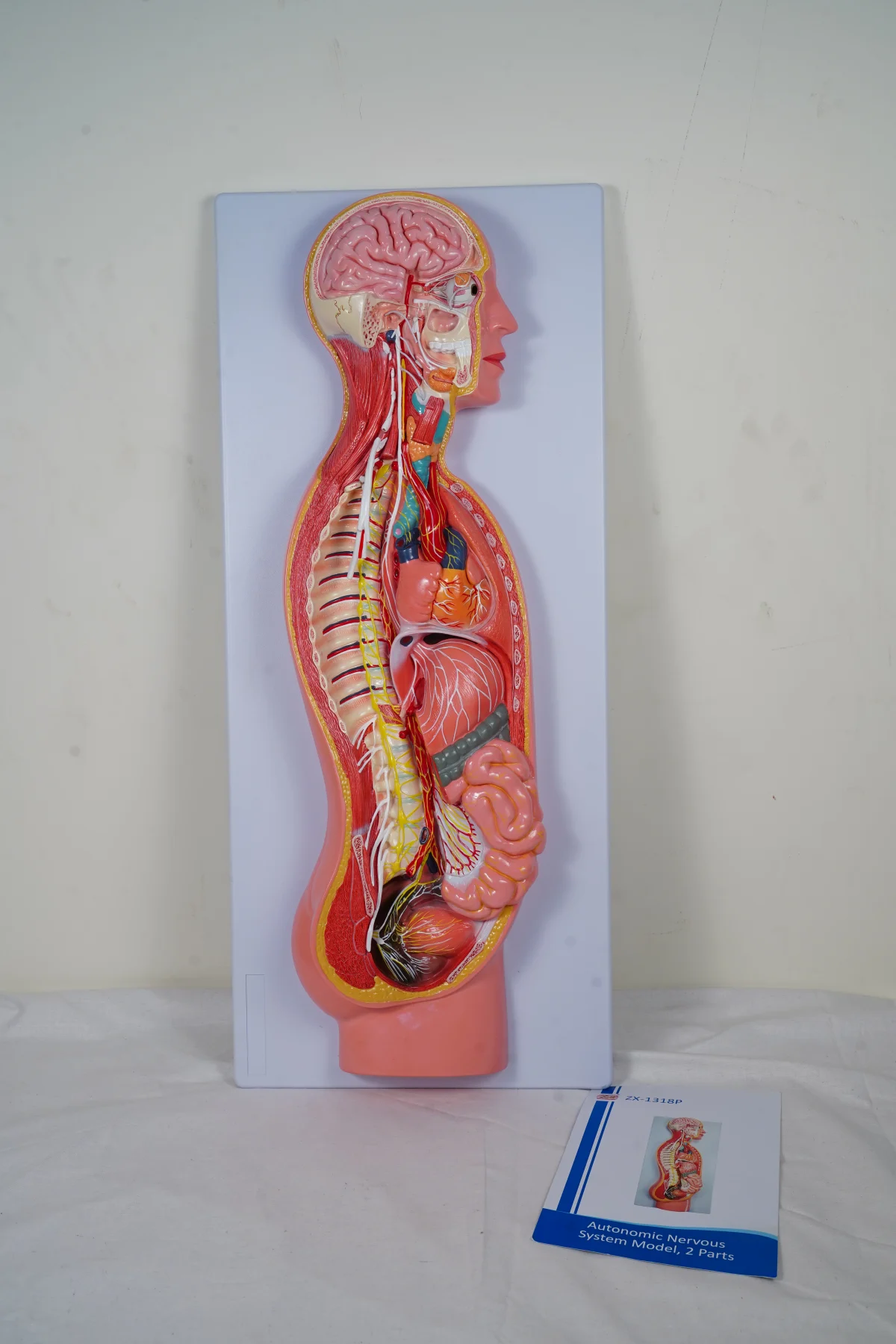 Autonomic Nervous System Model 2 Parts thumbnail 5