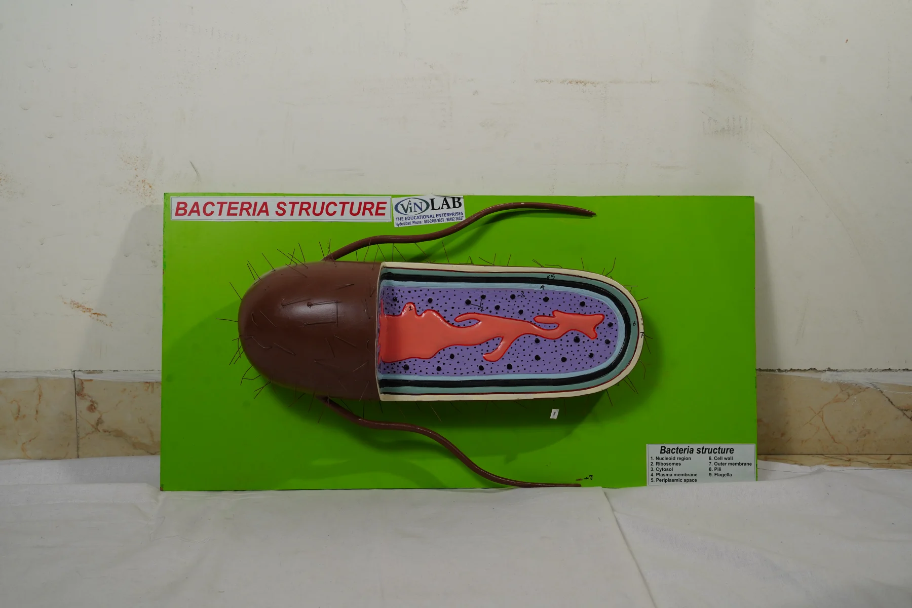 Bacteria Structure thumbnail 3