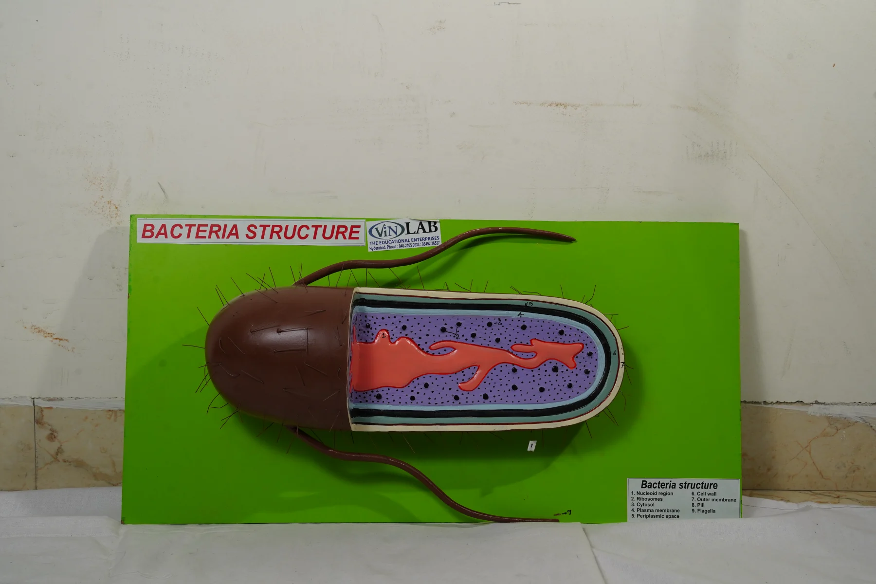 Bacteria Structure