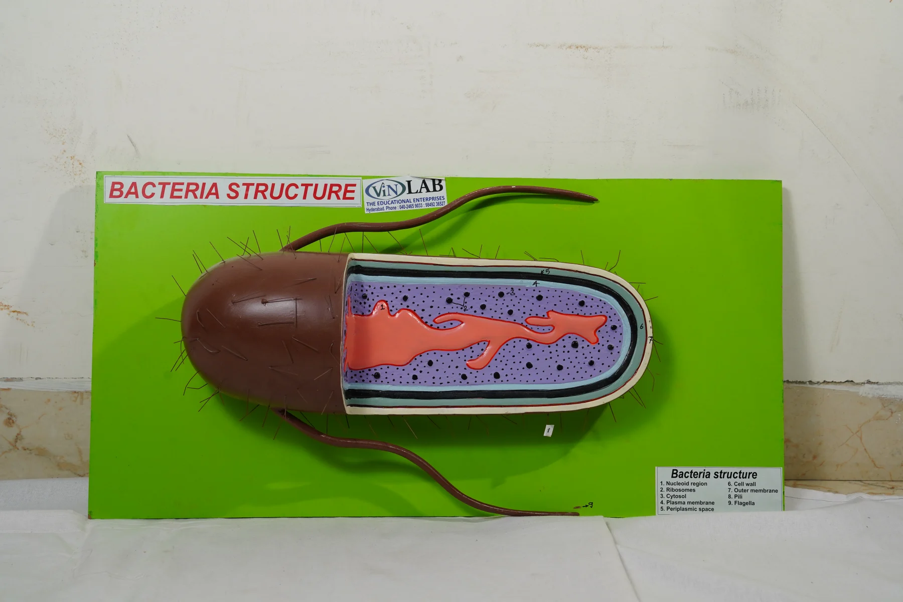 Bacteria Structure thumbnail 2
