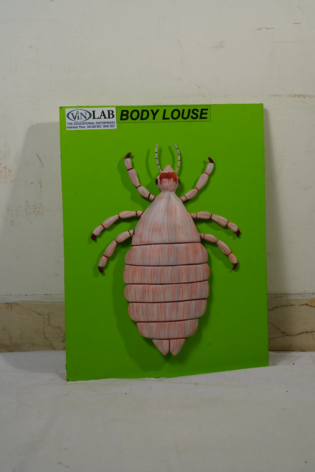 Body Louse thumbnail 2
