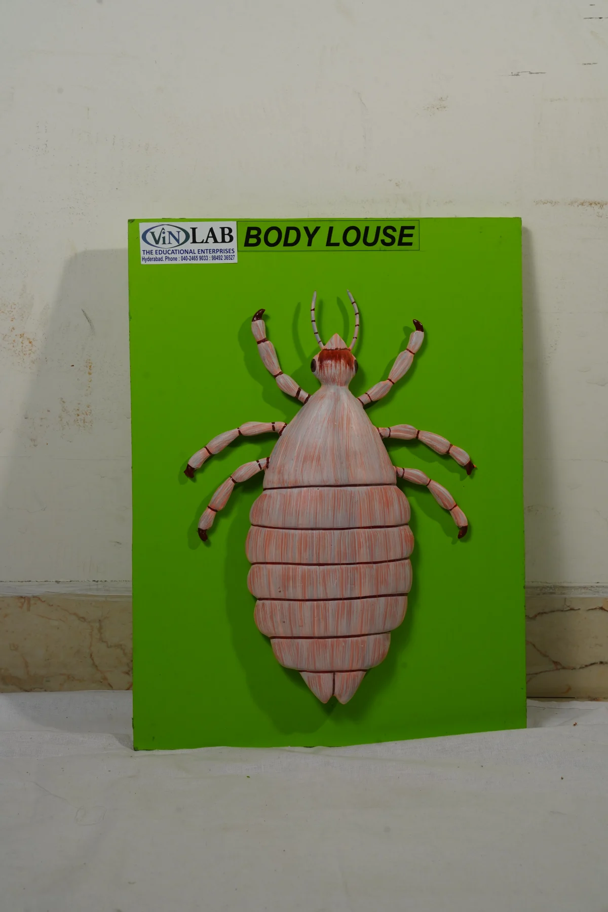 Body Louse