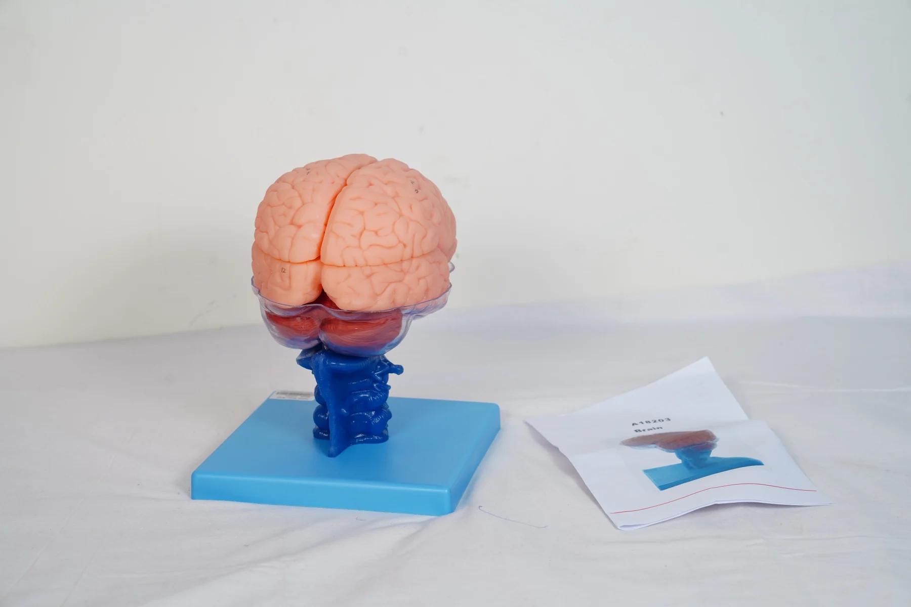 Brain