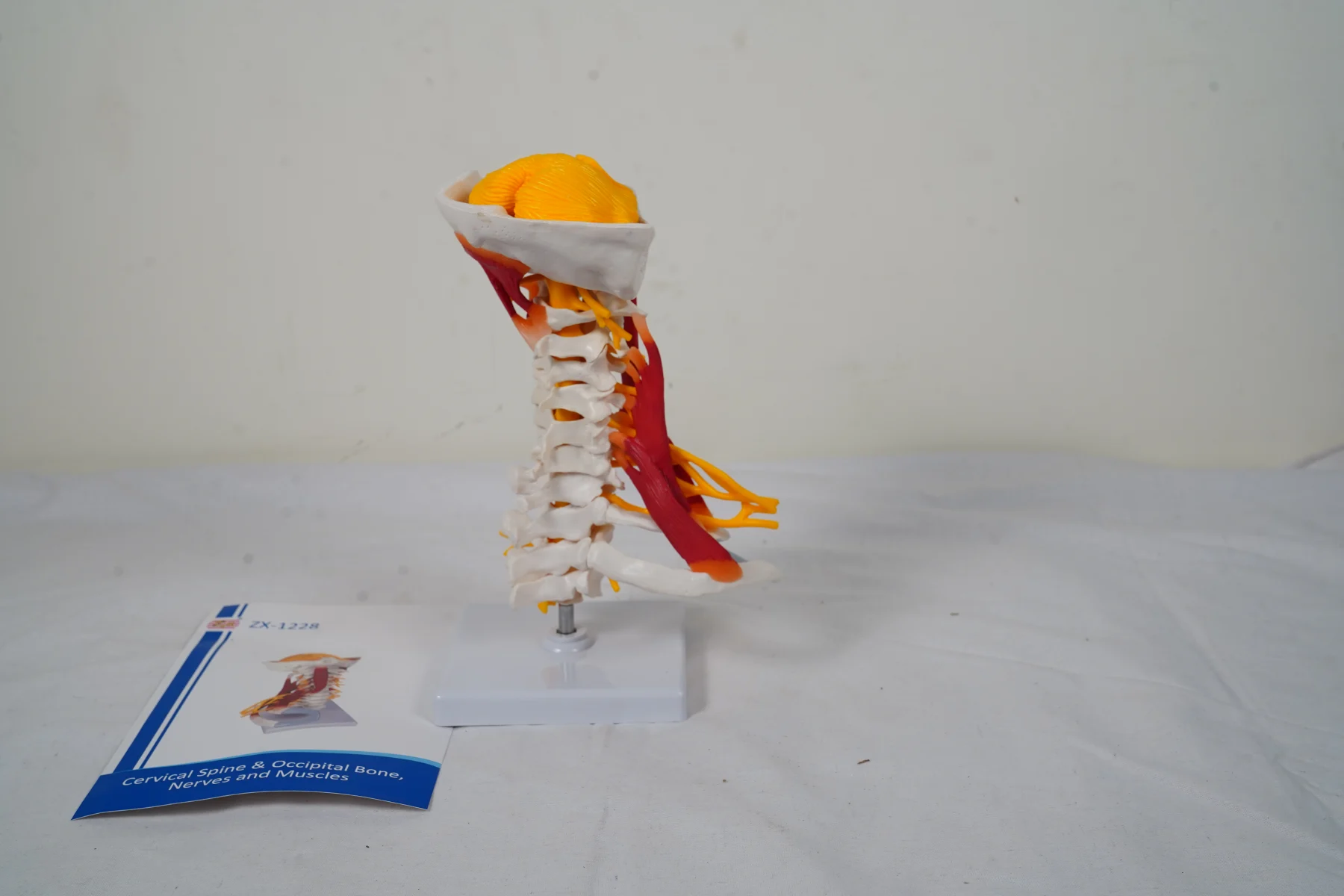 Cervical Spine and Occipital Bone Nerves and Muscles thumbnail 6