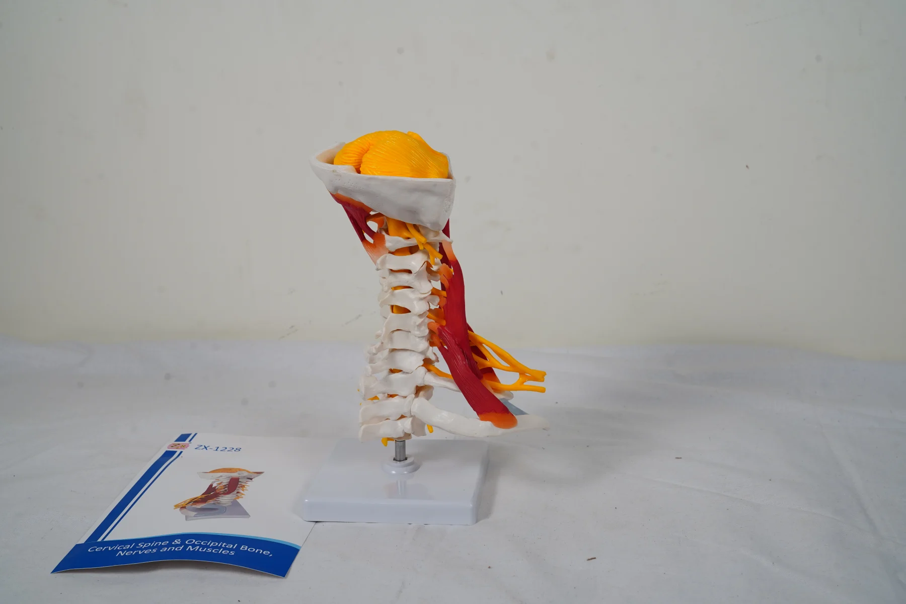 Cervical Spine and Occipital Bone Nerves and Muscles