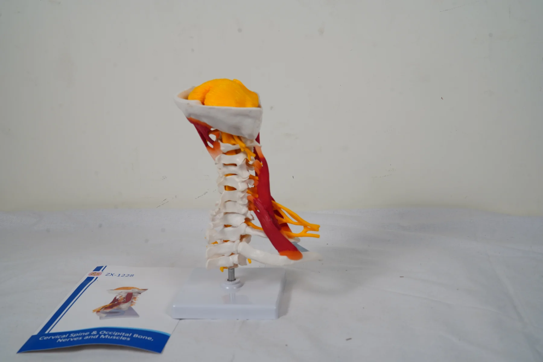 Cervical Spine and Occipital Bone Nerves and Muscles thumbnail 2