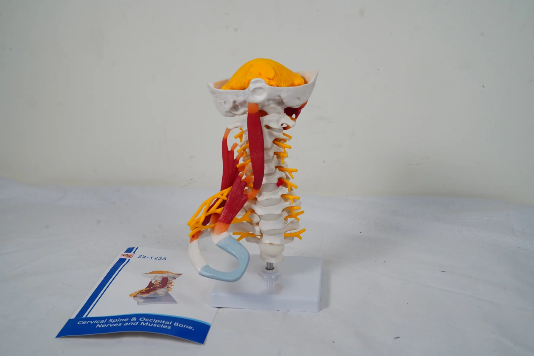 Cervical Spine and Occipital Bone Nerves and Muscles thumbnail 3