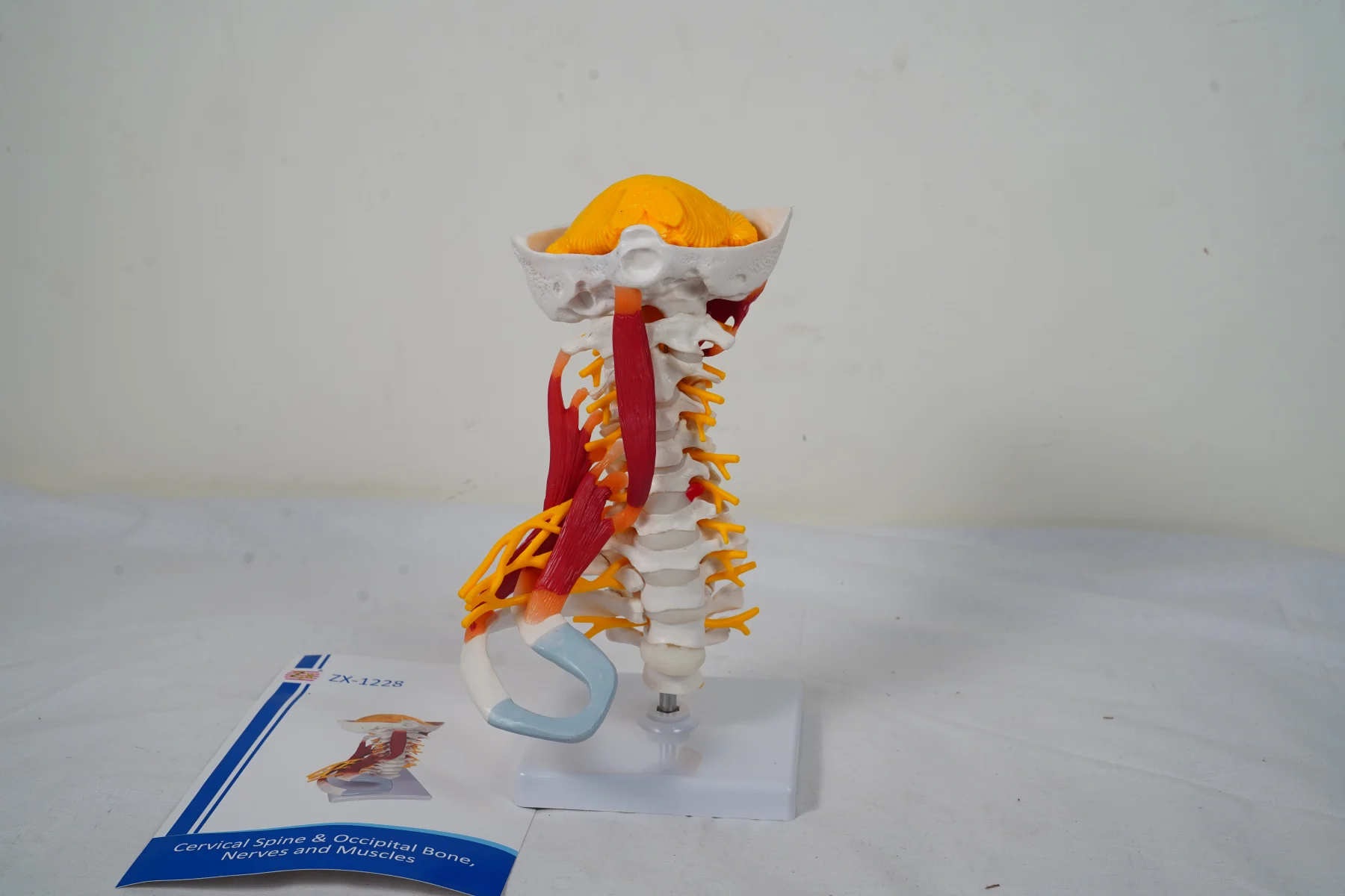 Cervical Spine and Occipital Bone Nerves and Muscles thumbnail 4