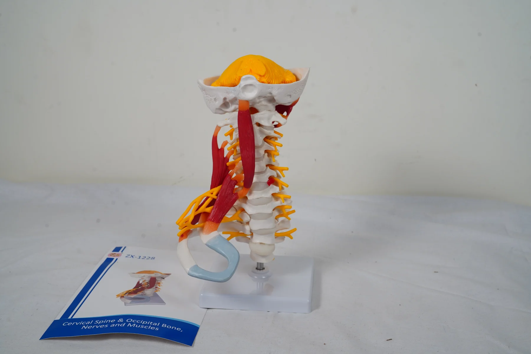 Cervical Spine and Occipital Bone Nerves and Muscles thumbnail 5
