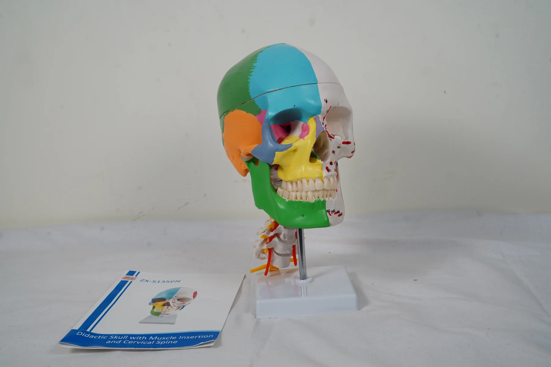 Didactic Skull With Muscle Insertion and Cervical Spine thumbnail 8