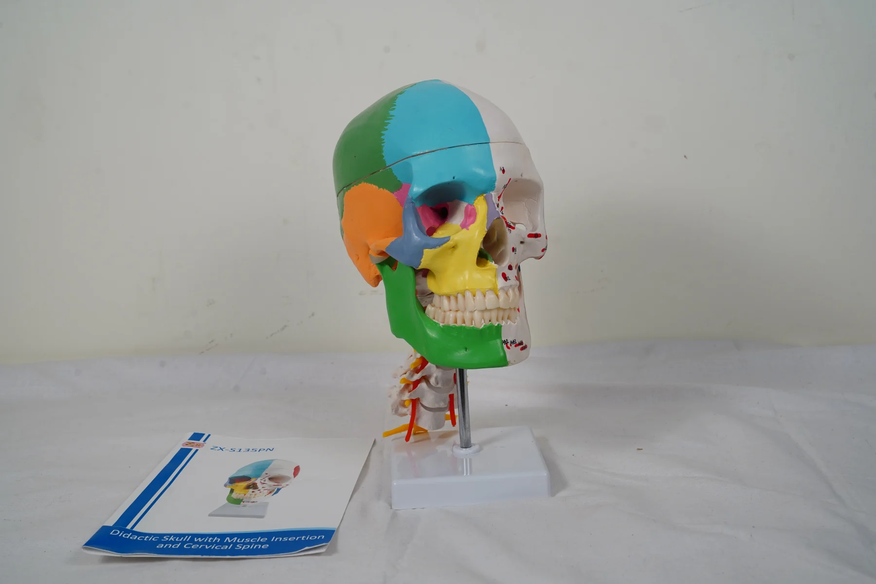 Didactic Skull With Muscle Insertion and Cervical Spine