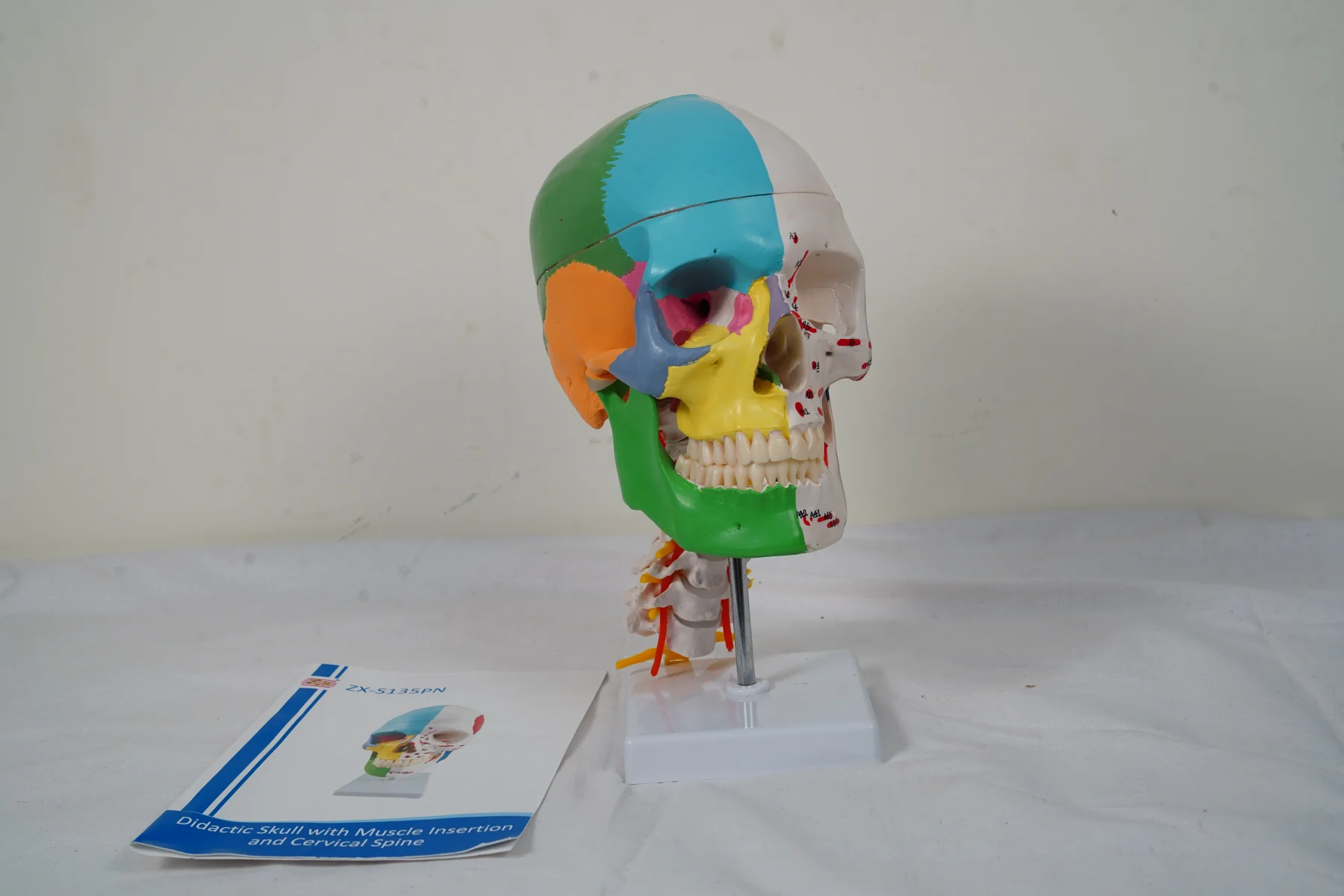 Didactic Skull With Muscle Insertion and Cervical Spine thumbnail 2