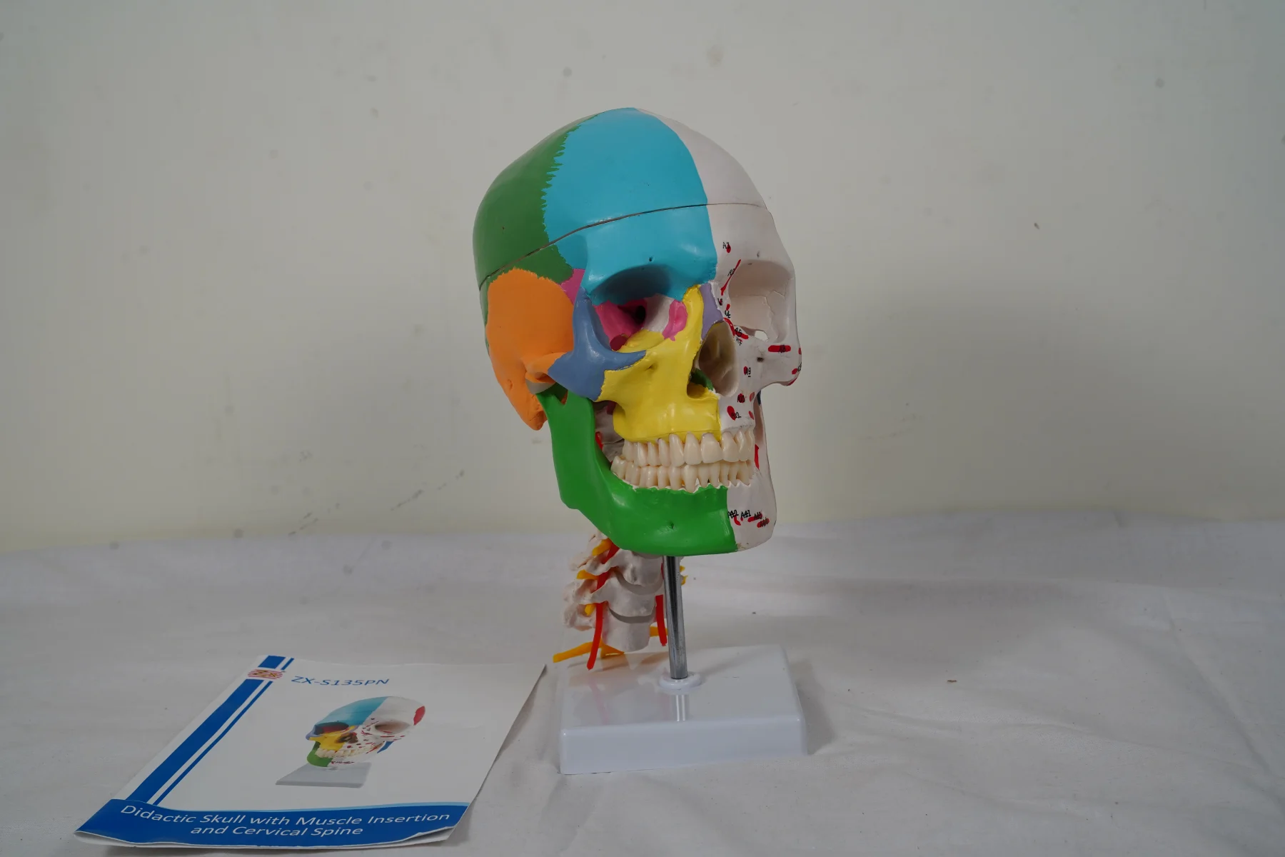 Didactic Skull With Muscle Insertion and Cervical Spine thumbnail 3