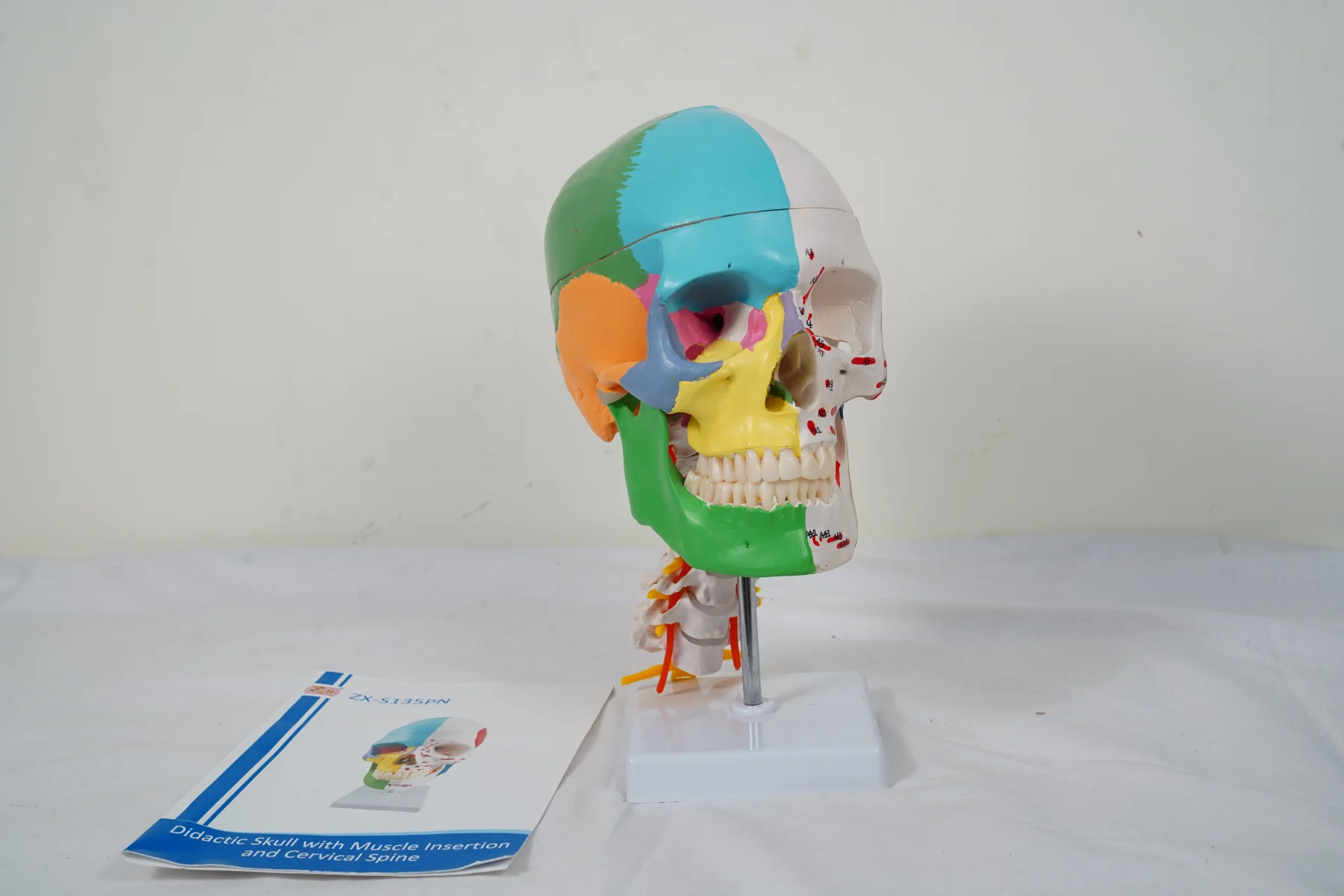 Didactic Skull With Muscle Insertion and Cervical Spine thumbnail 4