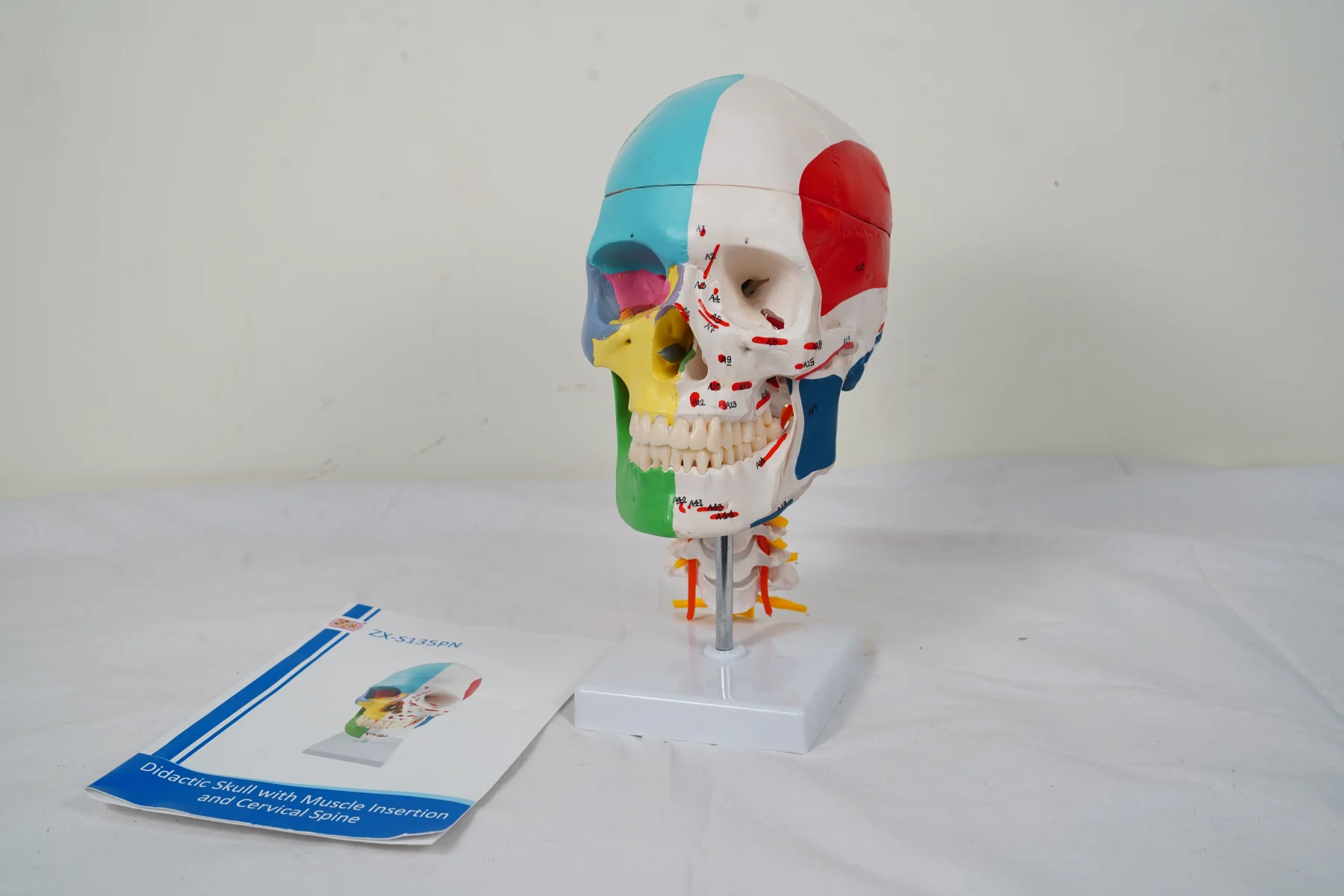 Didactic Skull With Muscle Insertion and Cervical Spine thumbnail 5