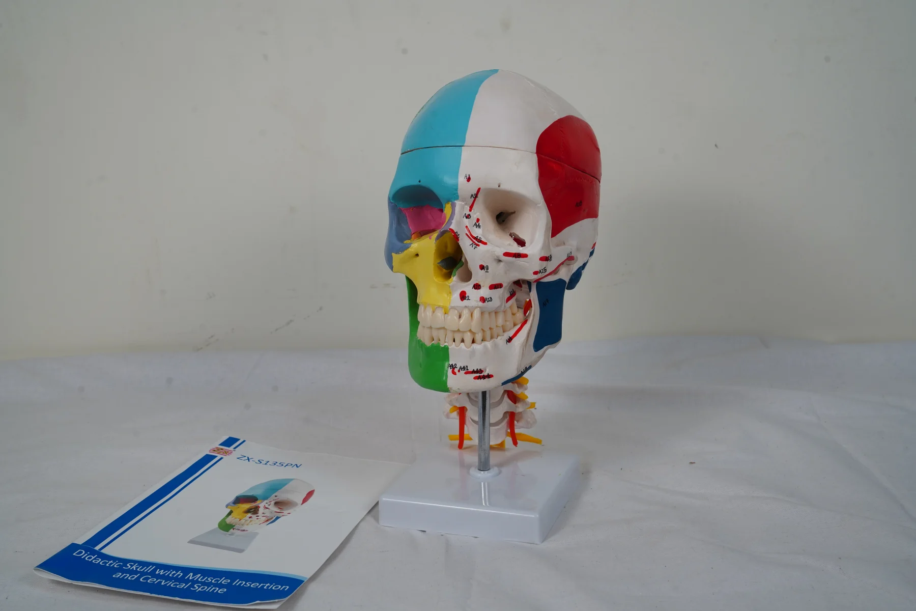 Didactic Skull With Muscle Insertion and Cervical Spine thumbnail 6