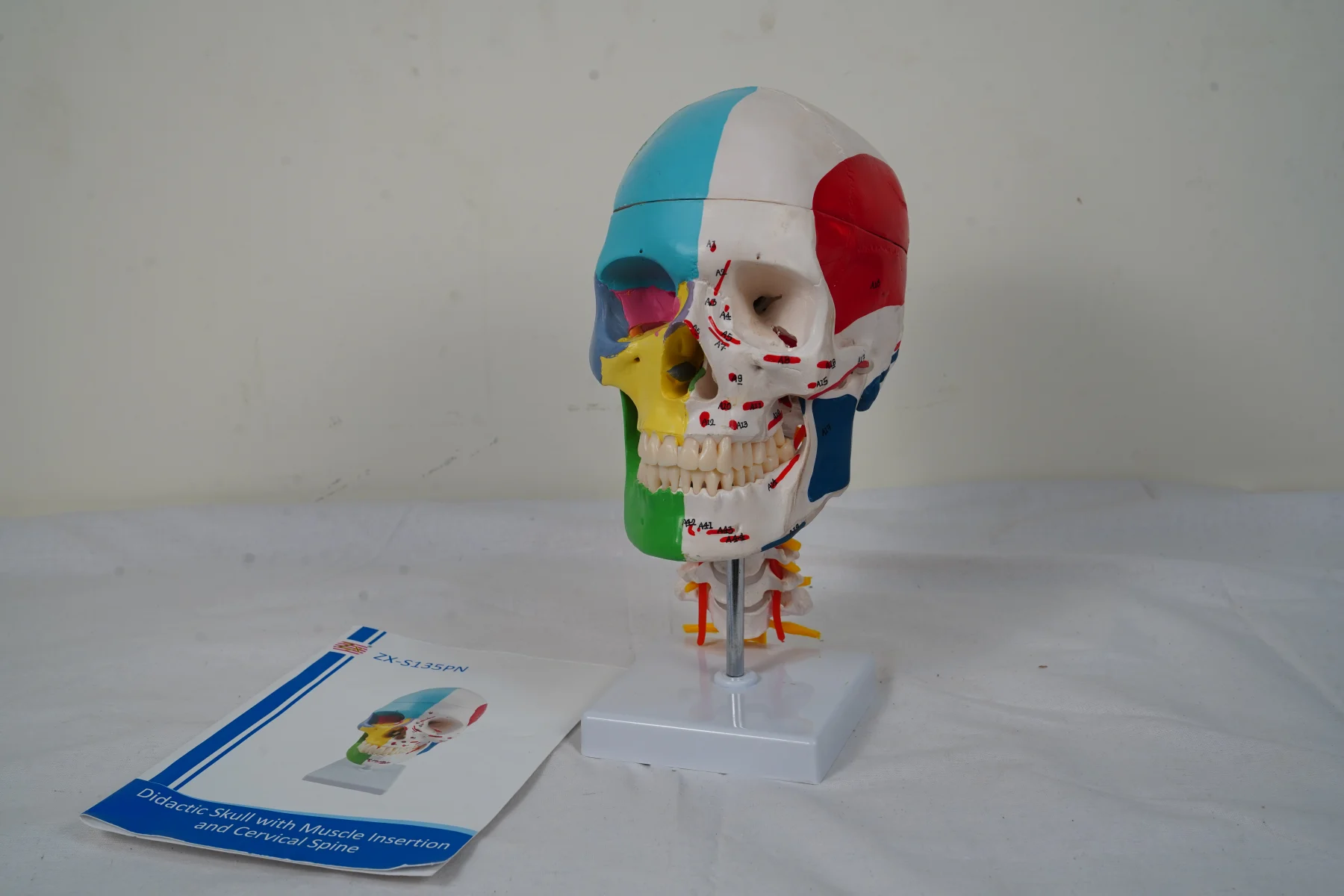Didactic Skull With Muscle Insertion and Cervical Spine thumbnail 7