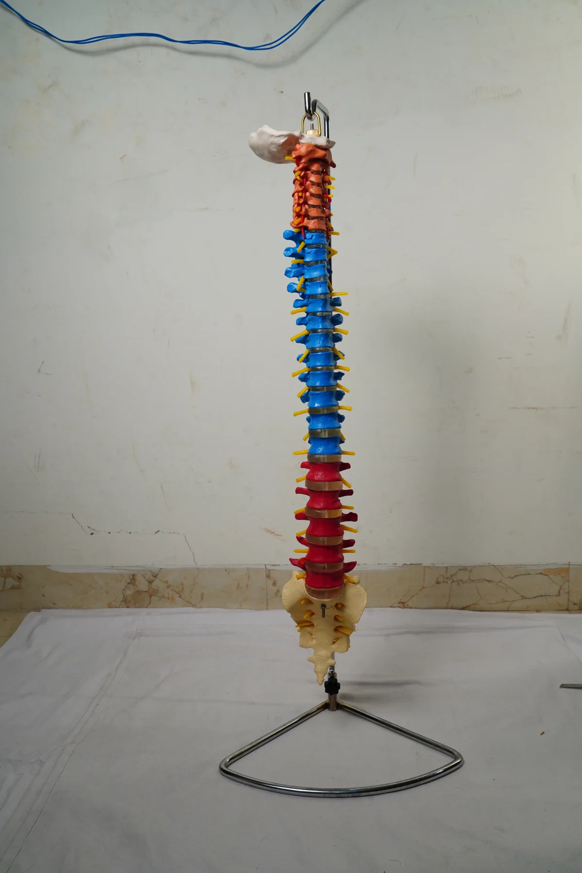 Didactic Vertebral Column thumbnail 4