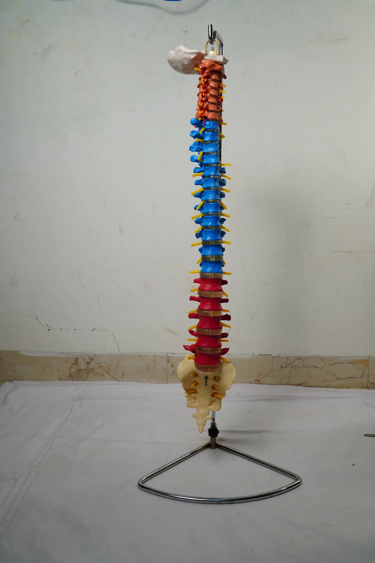 Didactic Vertebral Column