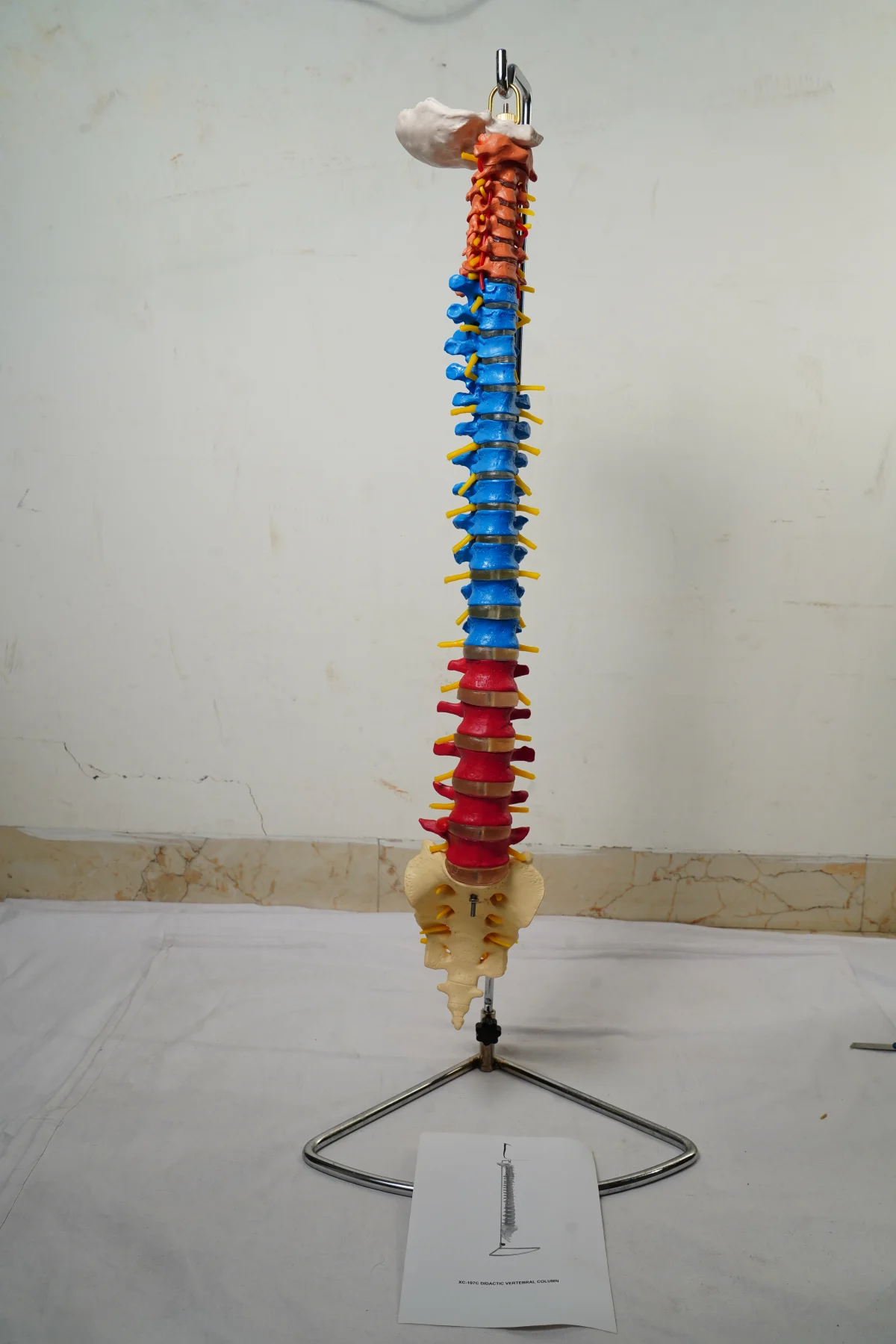 Didactic Vertebral Column thumbnail 2