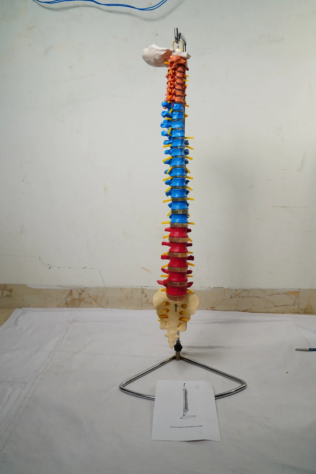 Didactic Vertebral Column thumbnail 3