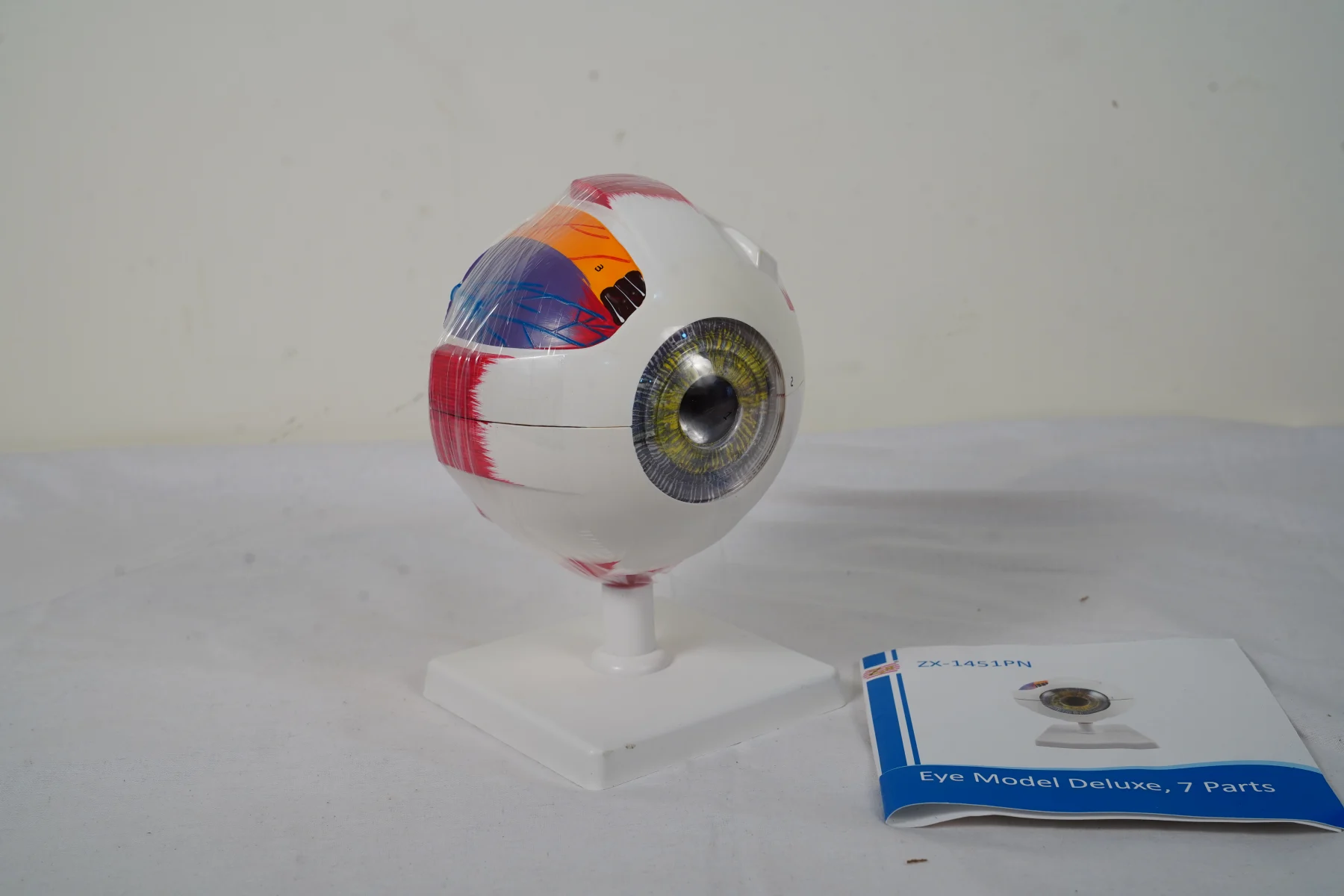 Eye Model Deluxe 7 Parts thumbnail 4