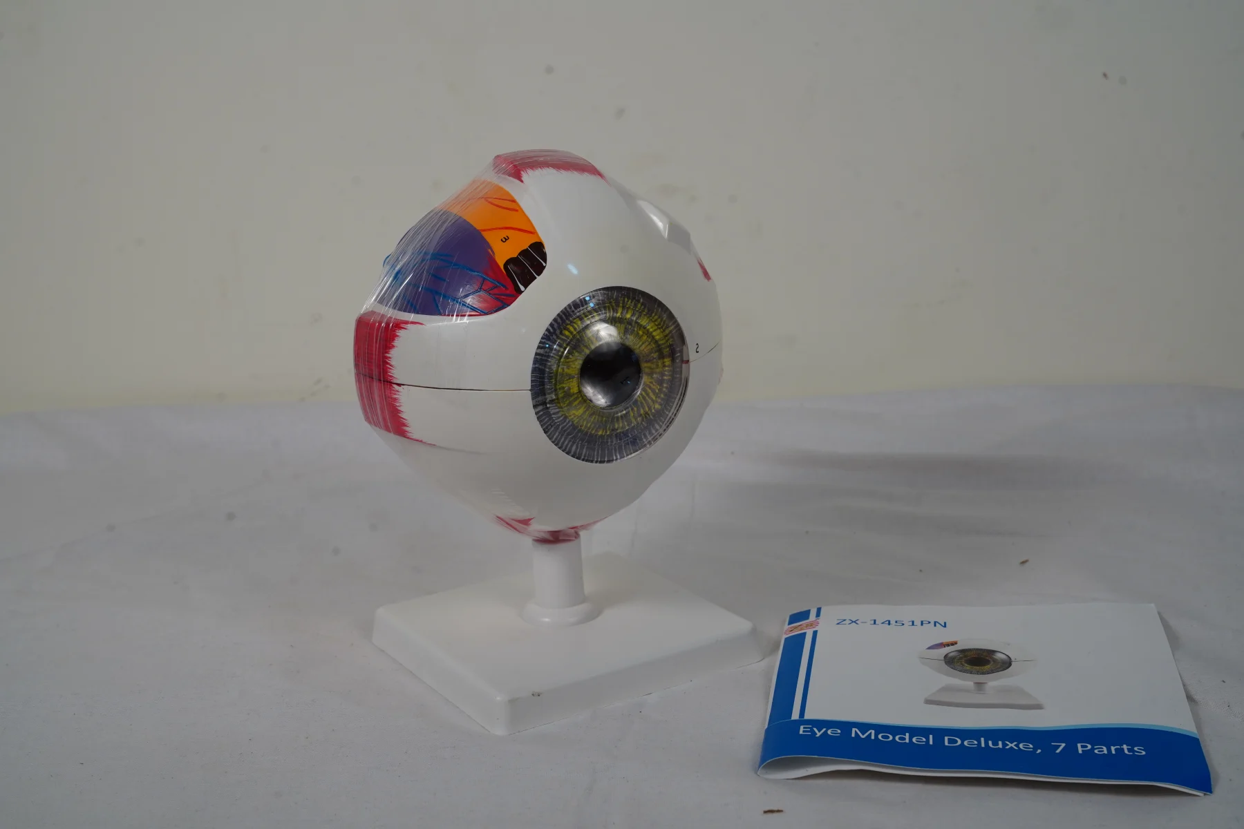 Eye Model Deluxe 7 Parts