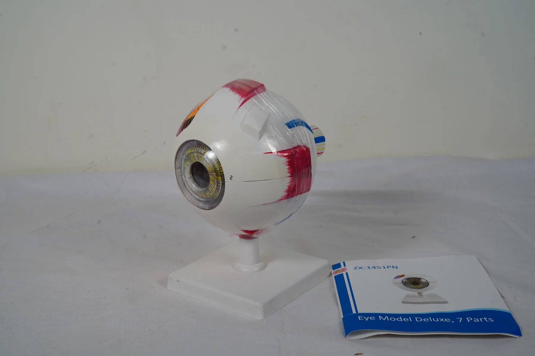 Eye Model Deluxe 7 Parts thumbnail 2