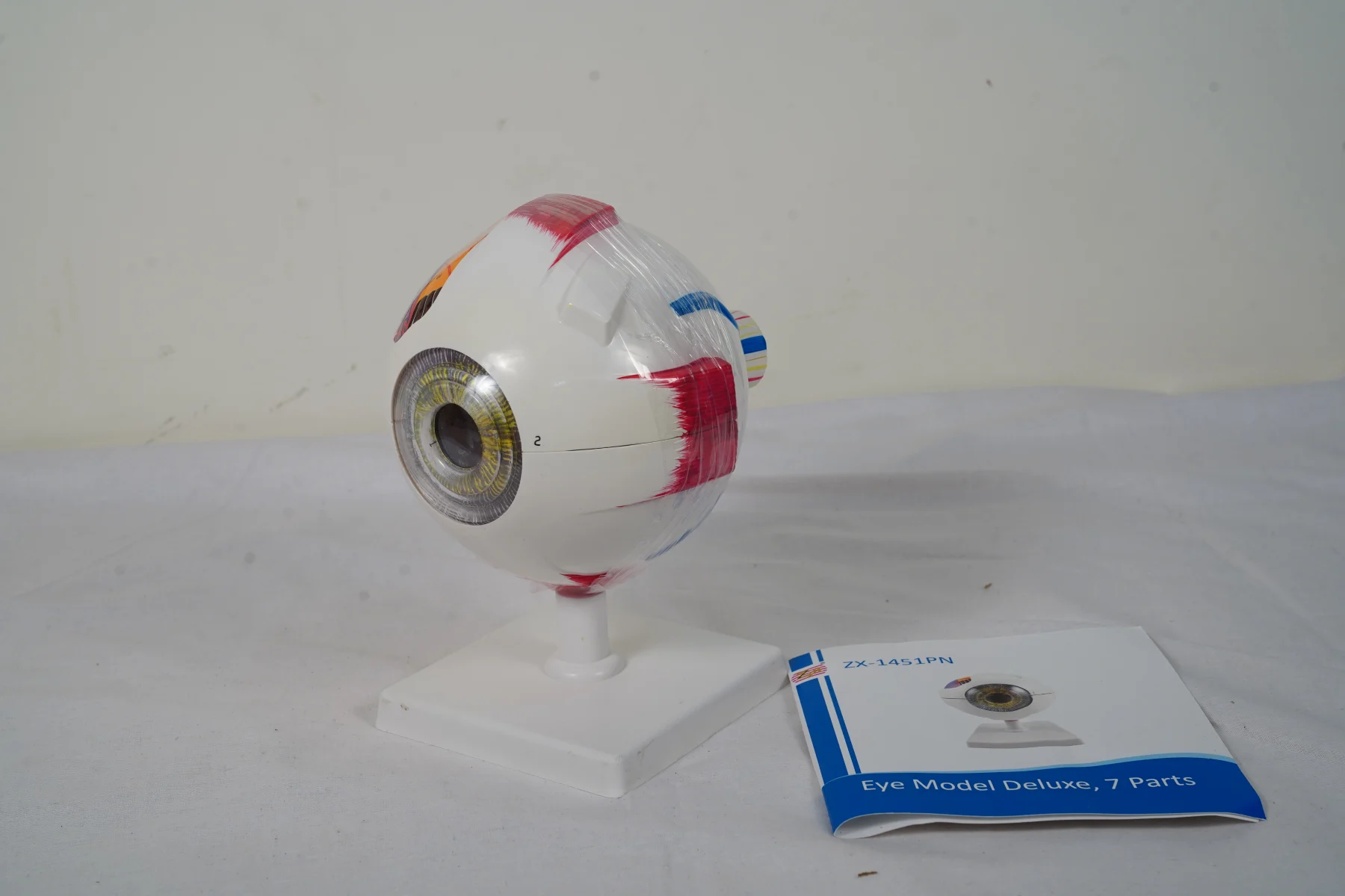 Eye Model Deluxe 7 Parts thumbnail 3