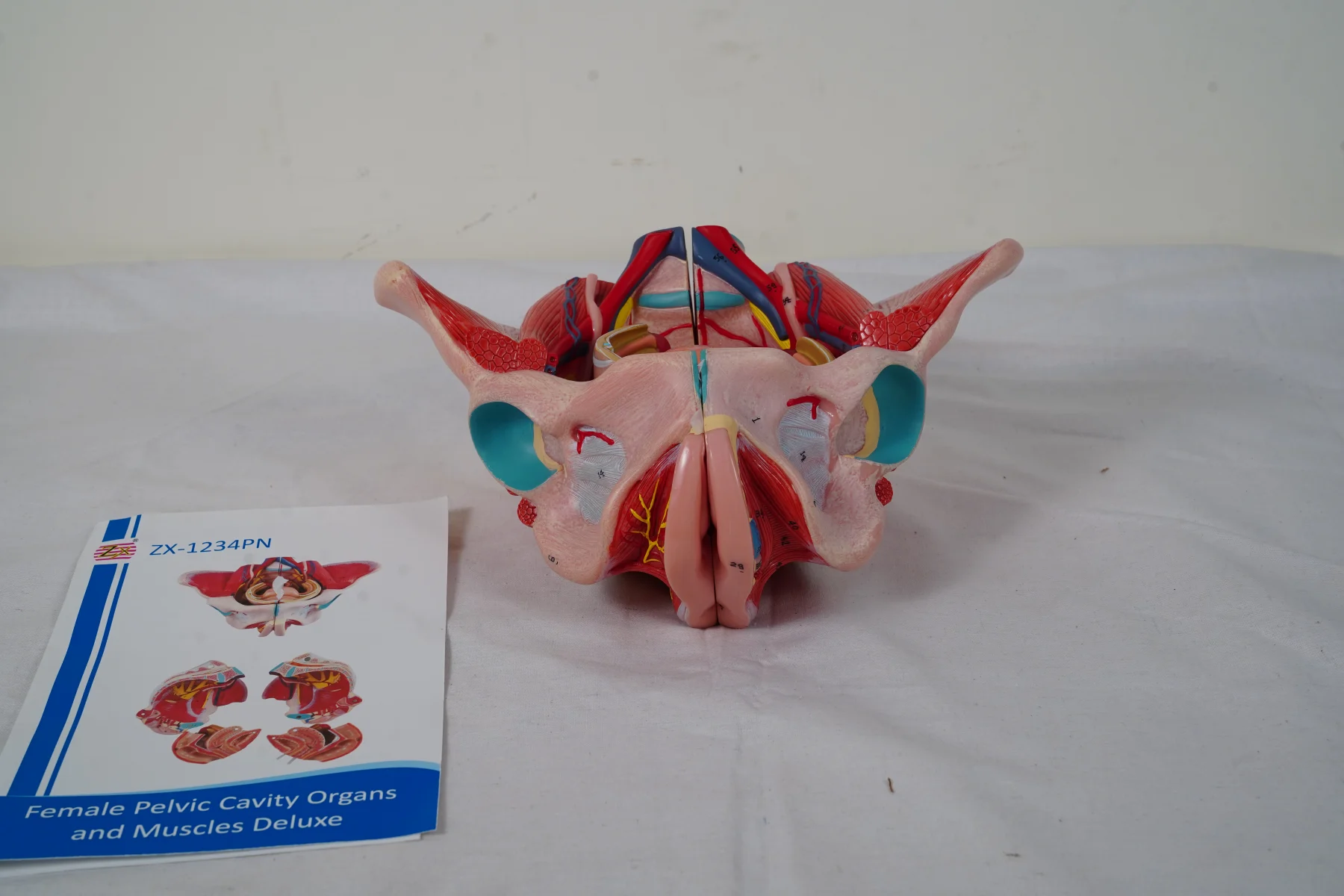 Female Pelvic Cavity Organs and Muscles Deluxe