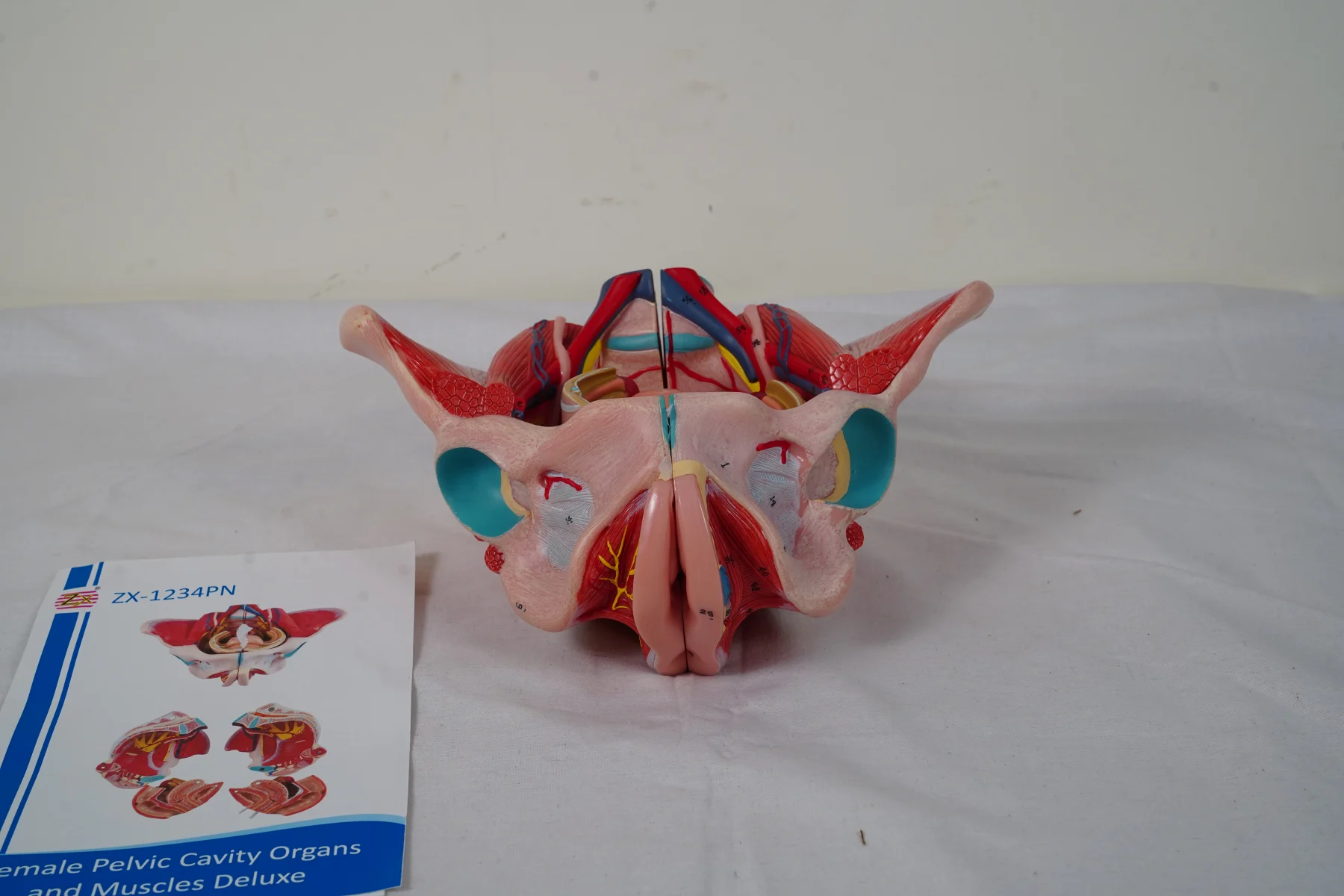 Female Pelvic Cavity Organs and Muscles Deluxe thumbnail 2