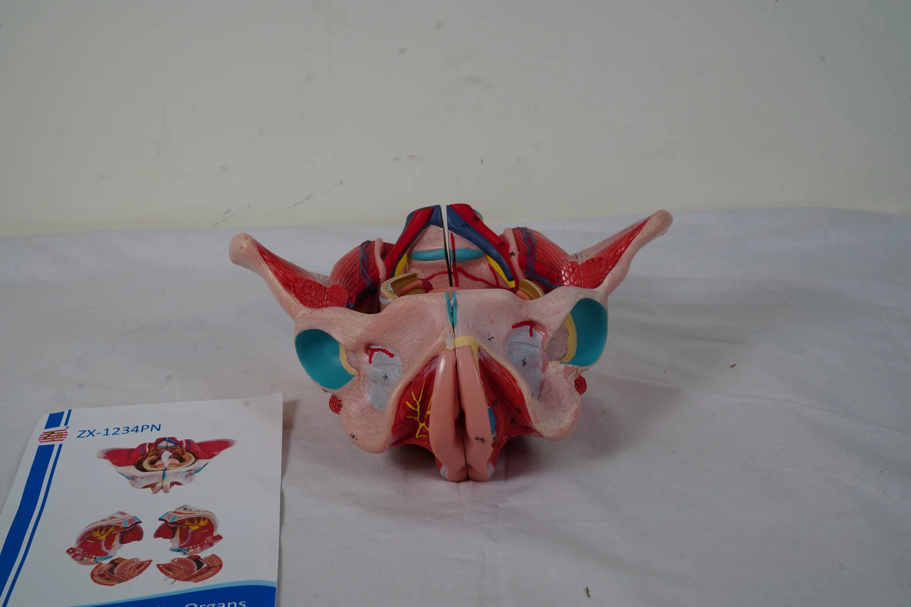 Female Pelvic Cavity Organs and Muscles Deluxe thumbnail 3