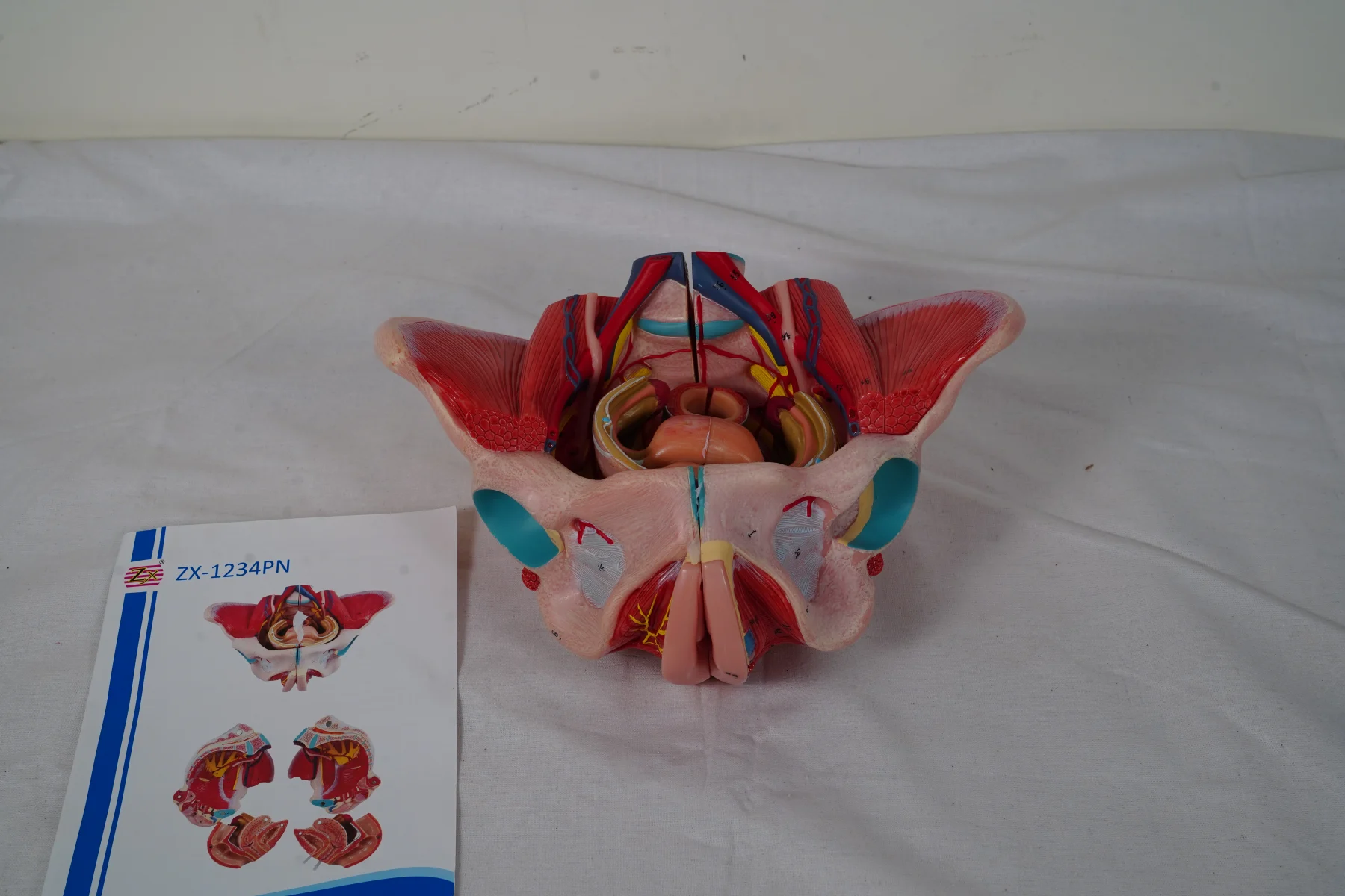 Female Pelvic Cavity Organs and Muscles Deluxe thumbnail 4
