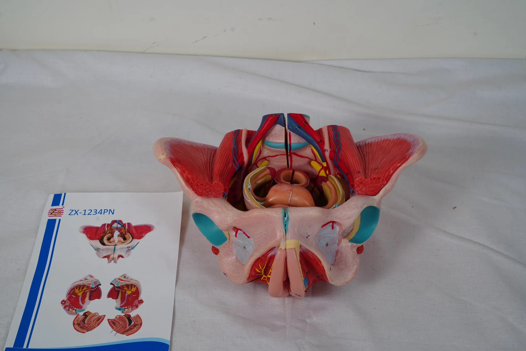 Female Pelvic Cavity Organs and Muscles Deluxe thumbnail 5