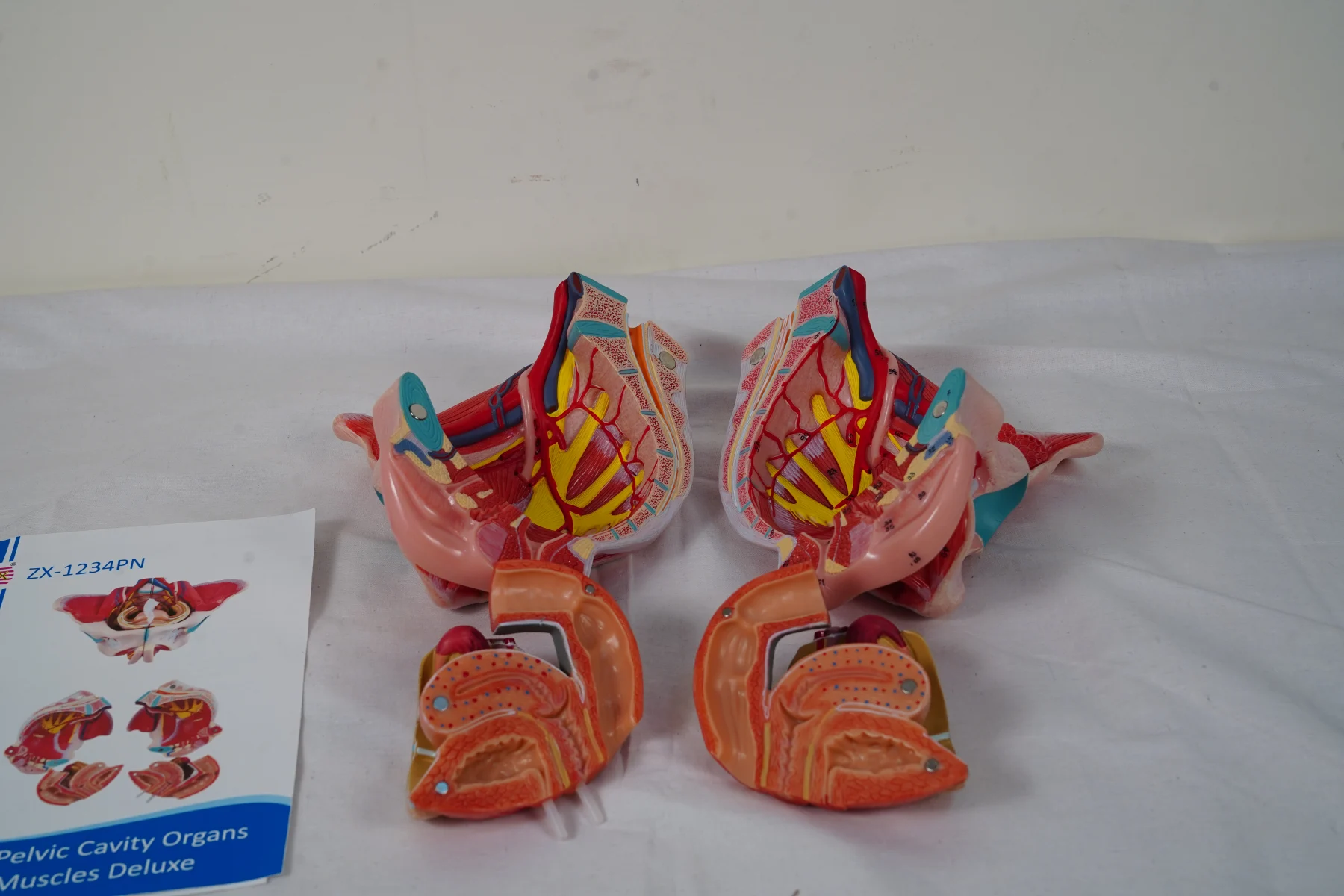 Female Pelvic Cavity Organs and Muscles Deluxe thumbnail 6