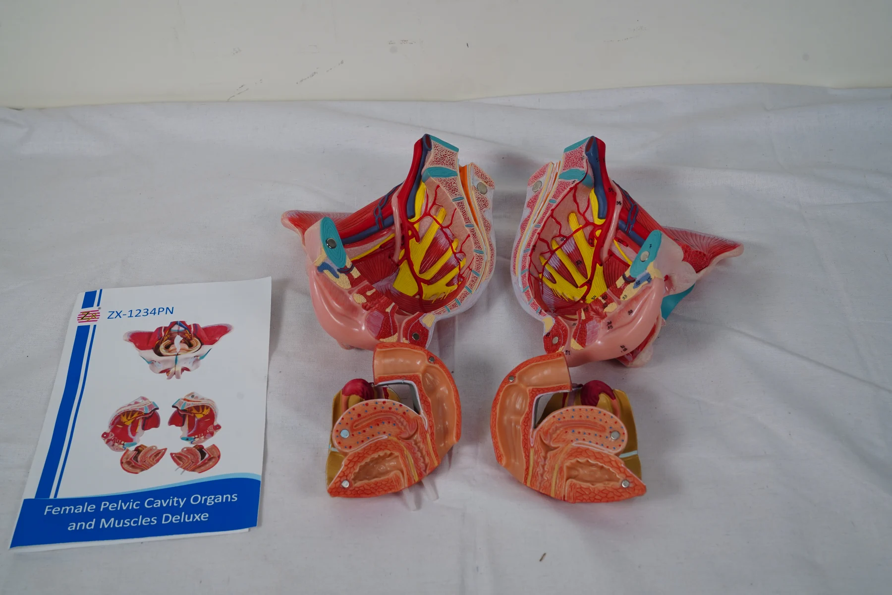 Female Pelvic Cavity Organs and Muscles Deluxe thumbnail 7