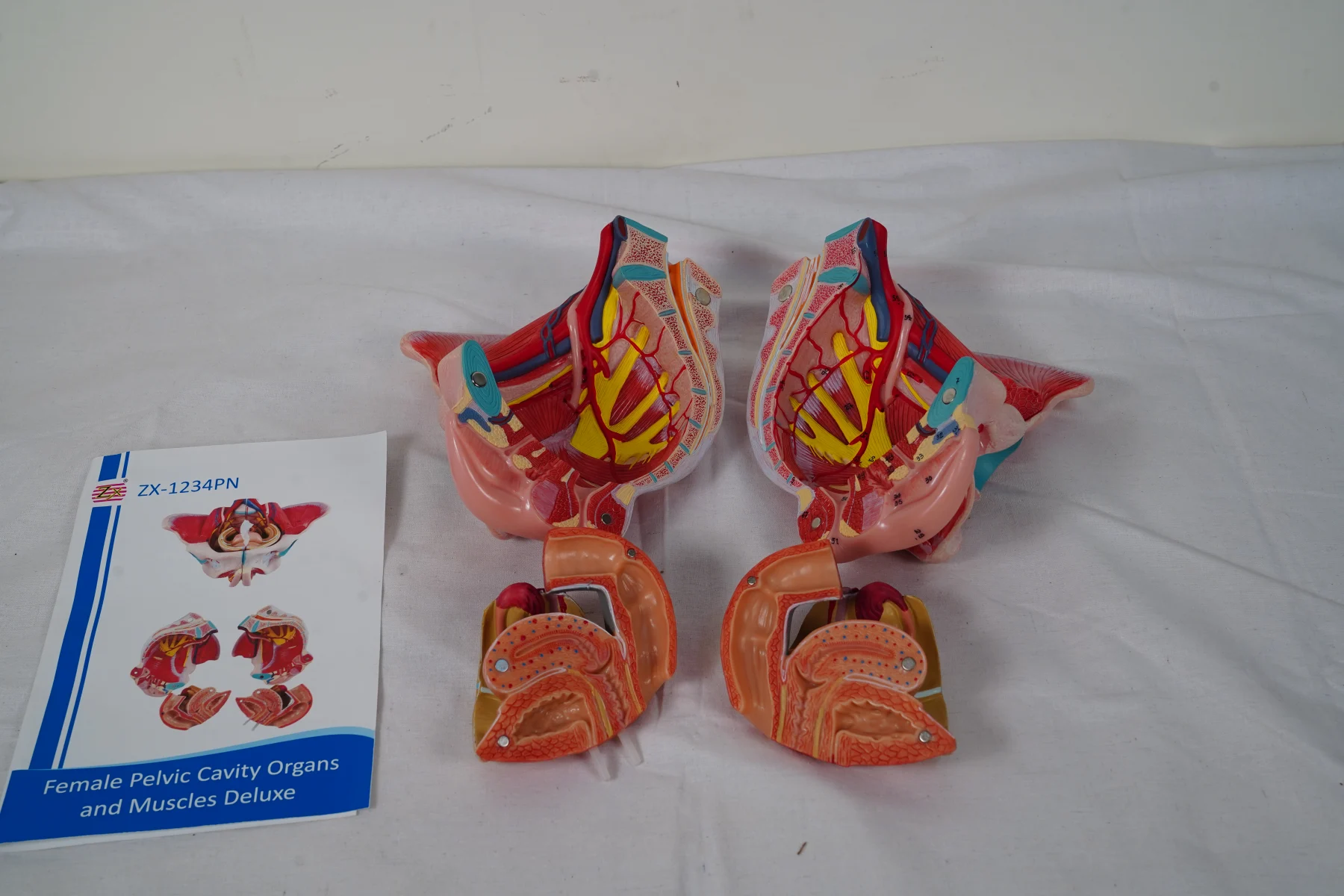 Female Pelvic Cavity Organs and Muscles Deluxe thumbnail 8