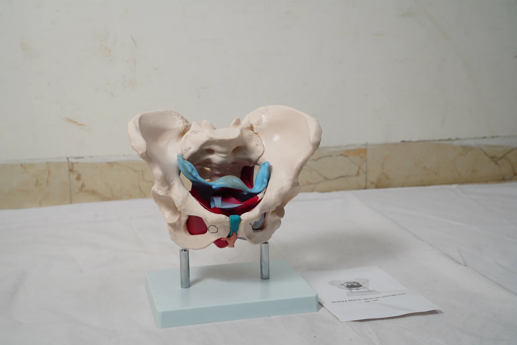 Female Pelvic Muscles and Organs thumbnail 3