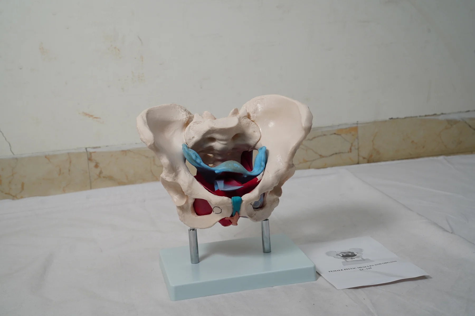 Female Pelvic Muscles and Organs