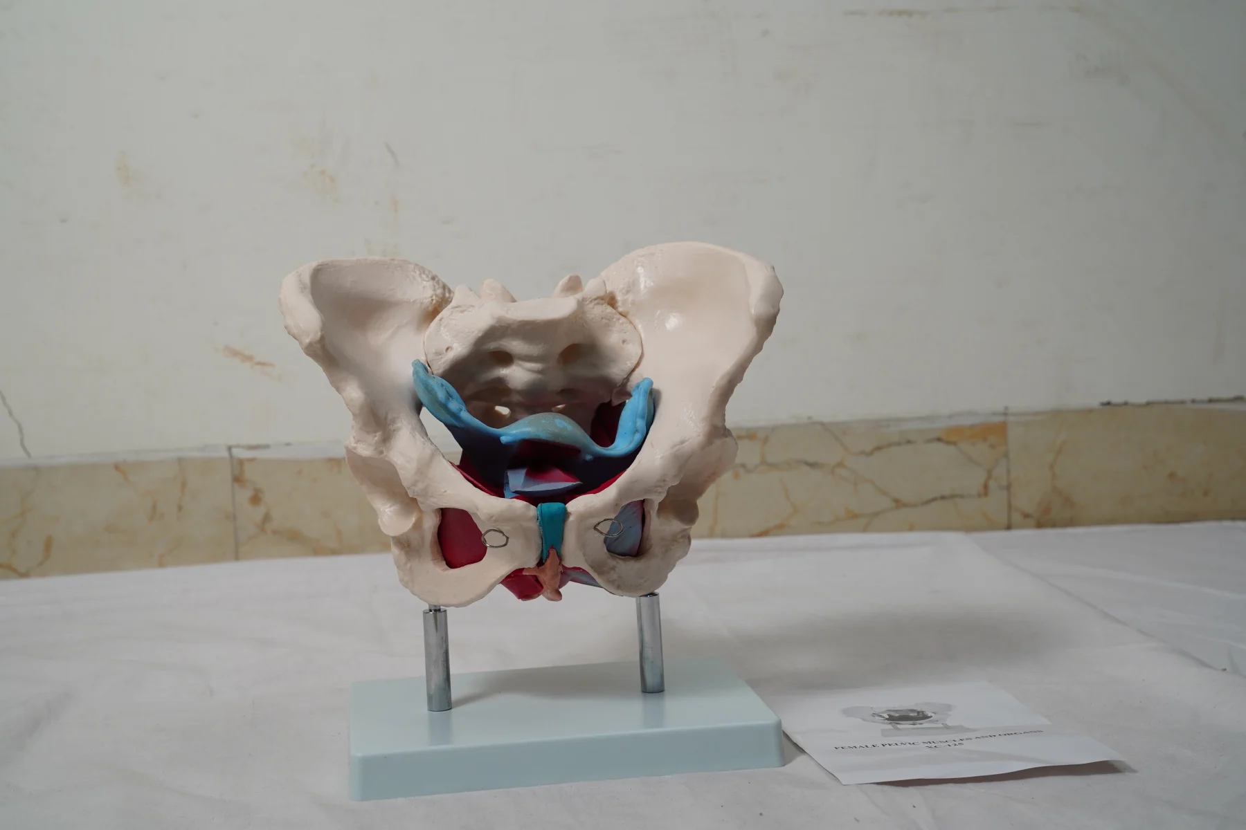 Female Pelvic Muscles and Organs thumbnail 2
