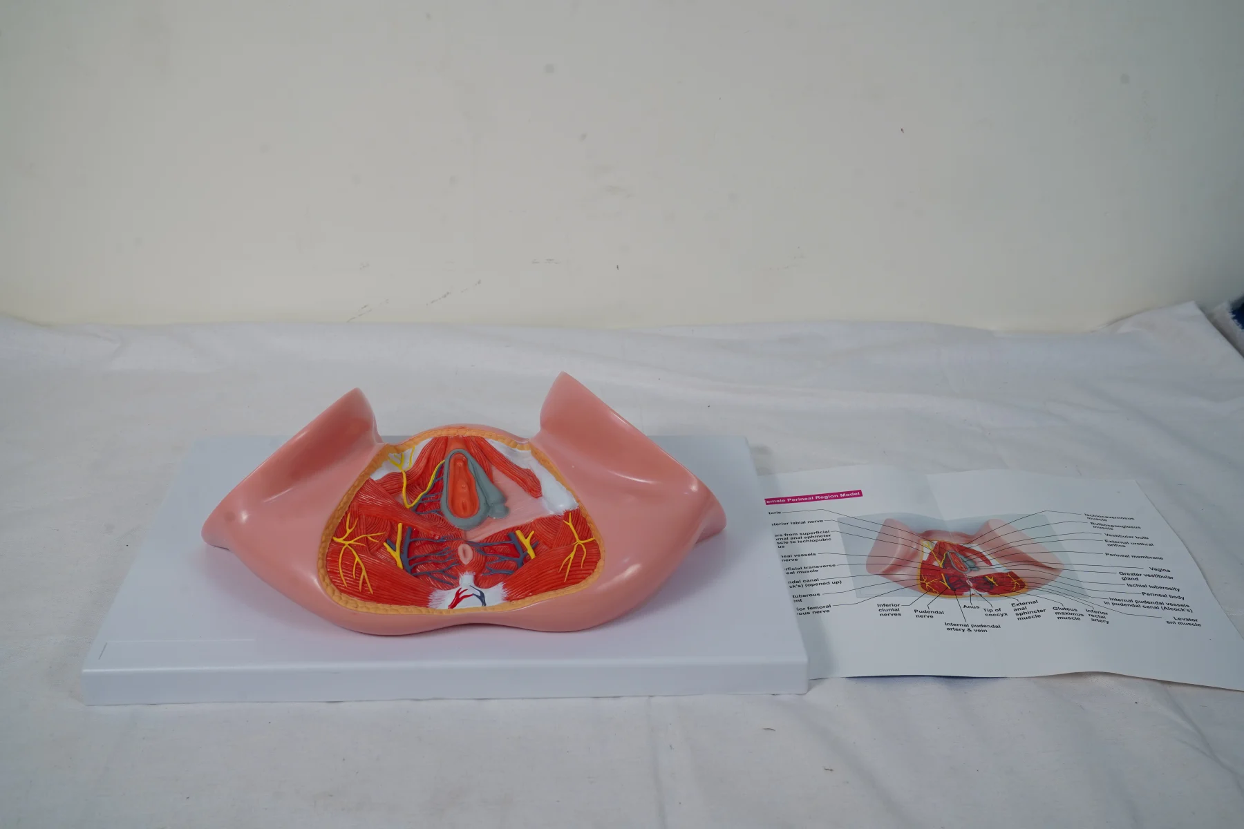 Female Perineal Region Model