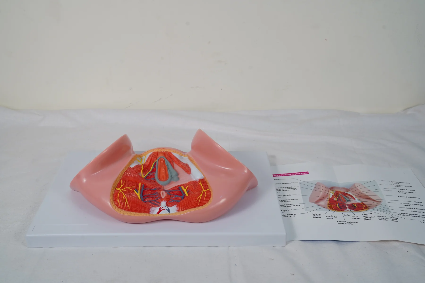 Female Perineal Region Model thumbnail 2