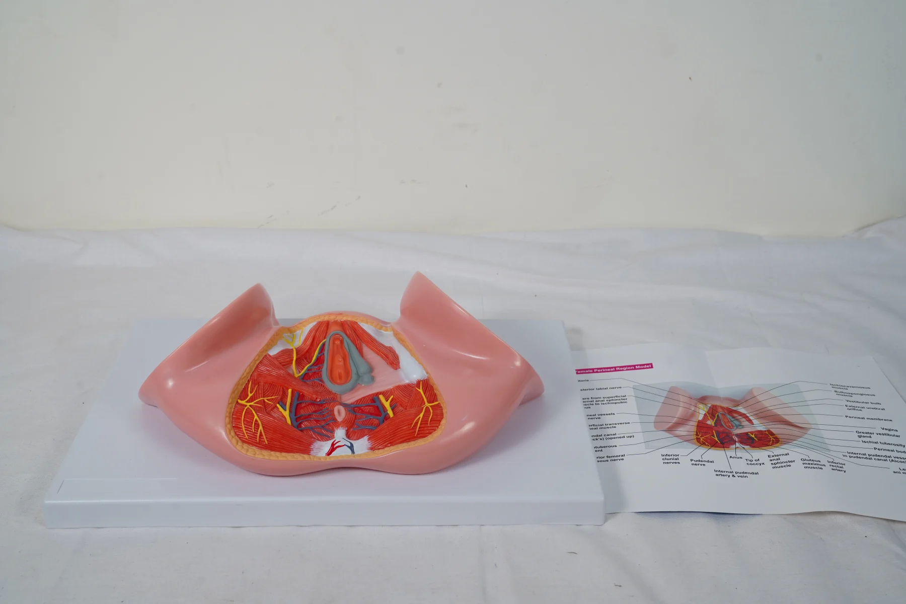 Female Perineal Region Model thumbnail 3