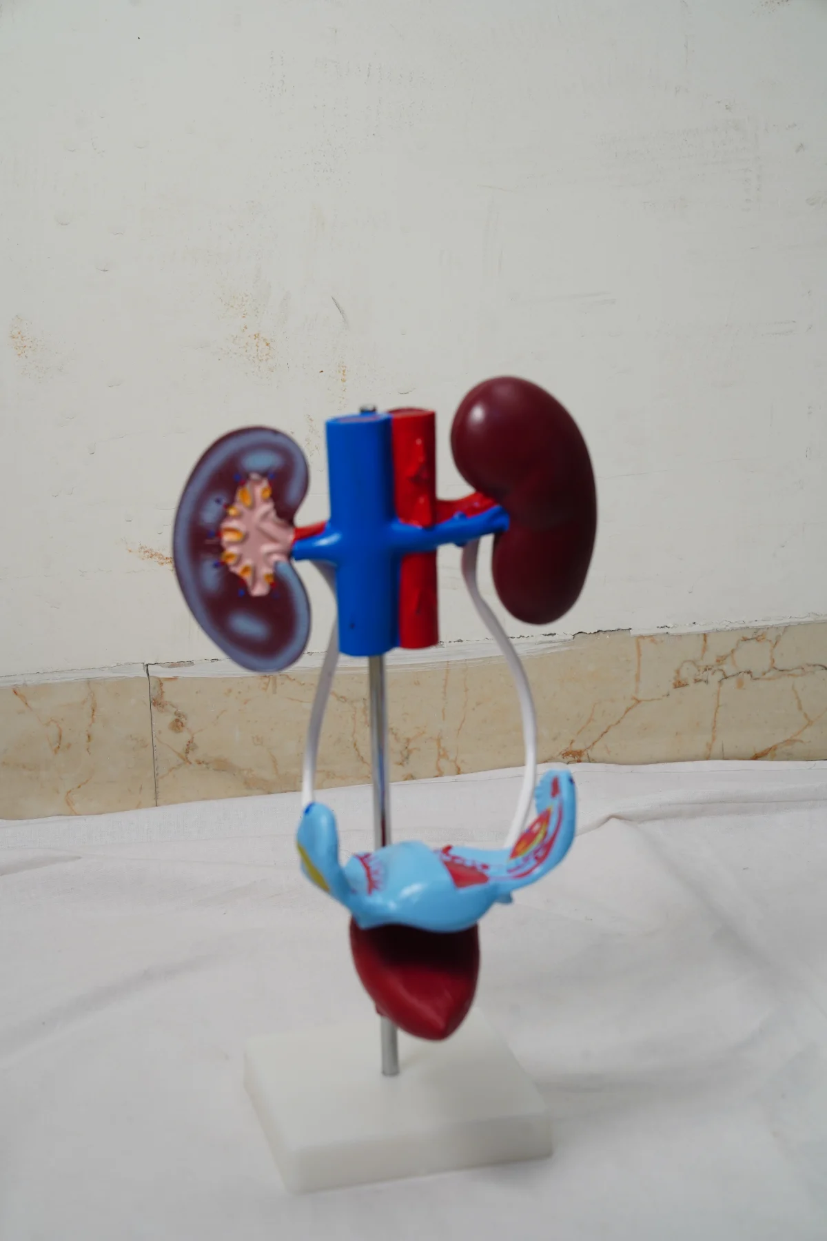 Female Urogenital System thumbnail 5